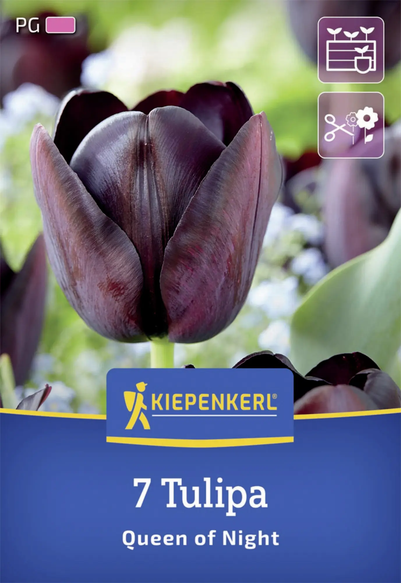 Kiepenkerl Herbstblumenzwiebel Tulpe Queen of Night 7 Stück