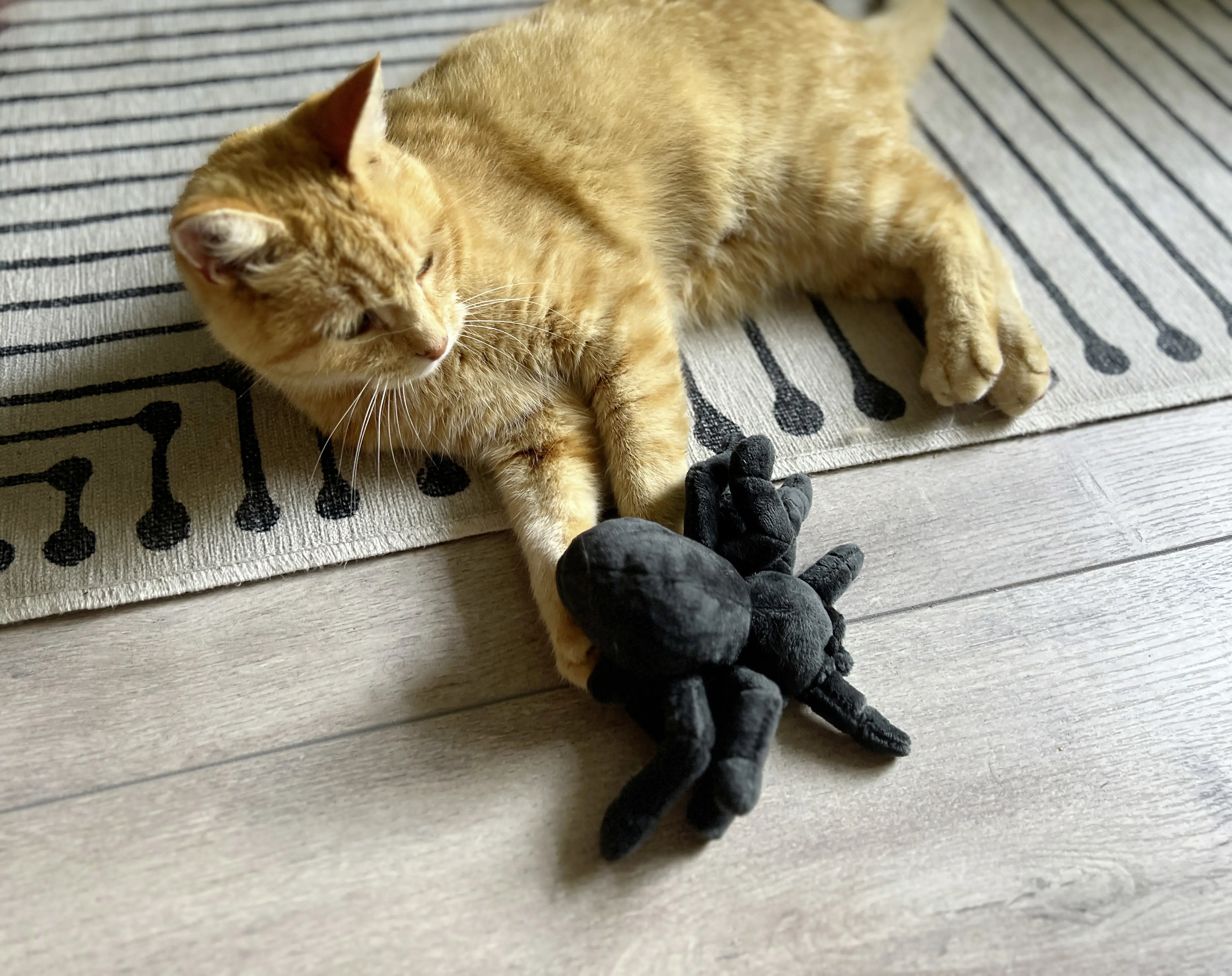 Aumüller Katzenspielzeug Tarantel Spooky schwarz mit Füllung 16 x 14 x 4 cm
