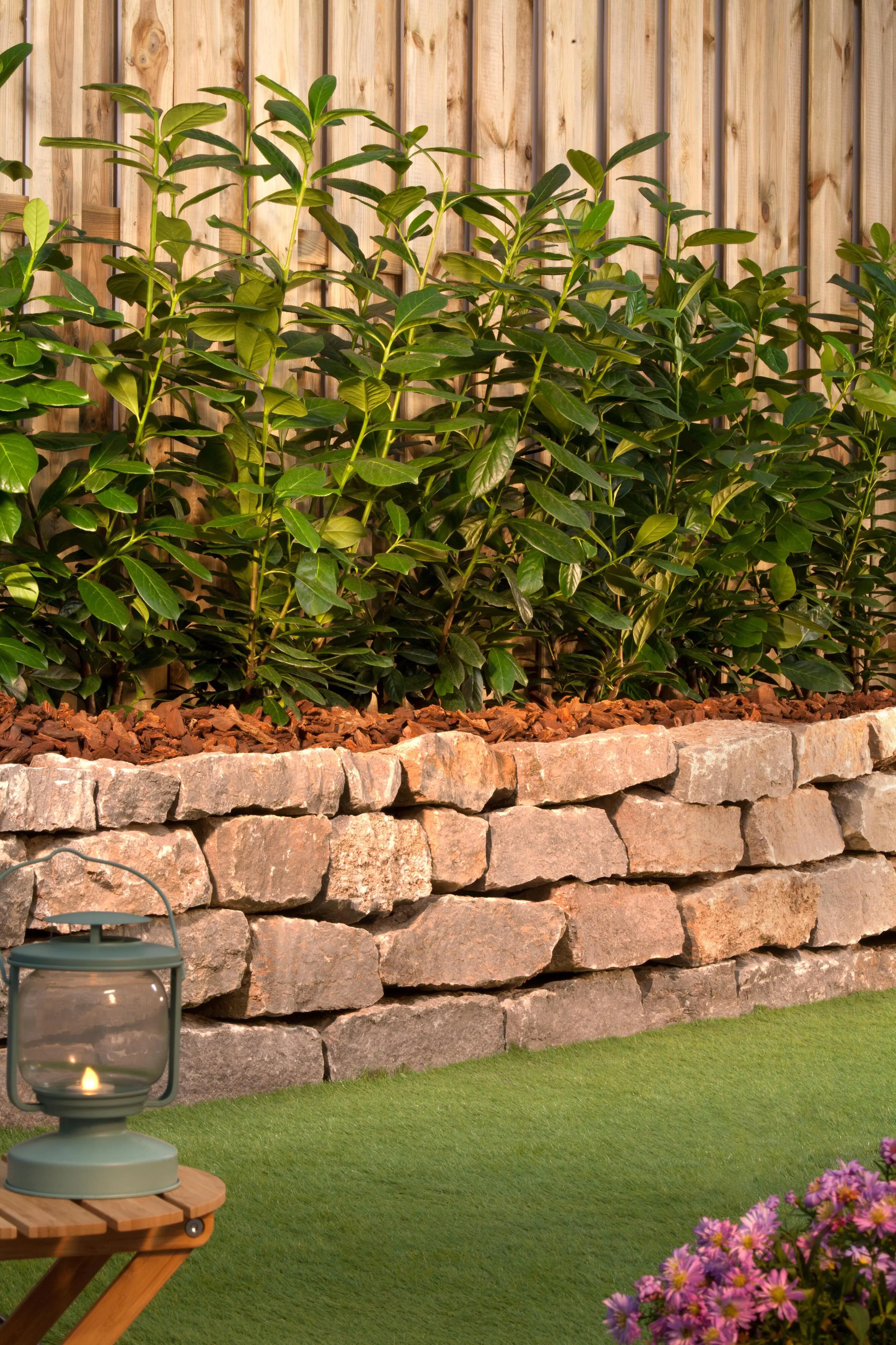 Kirschlorbeer Novita Prunus laur. Novita H 100 - 125 cm, 20 Stück