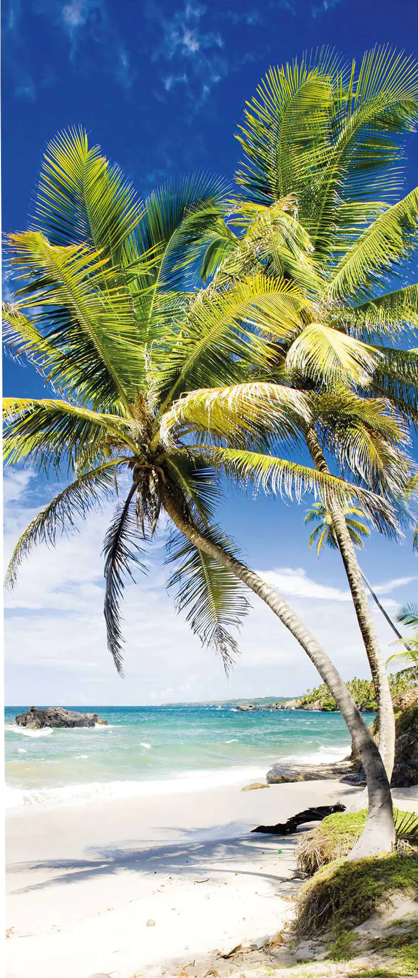 Breuer Duschrückwand Palmen Foto 90x210x0,3 cm