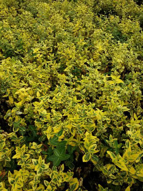 Spindelstrauch Emerald gold 0,5 l Container