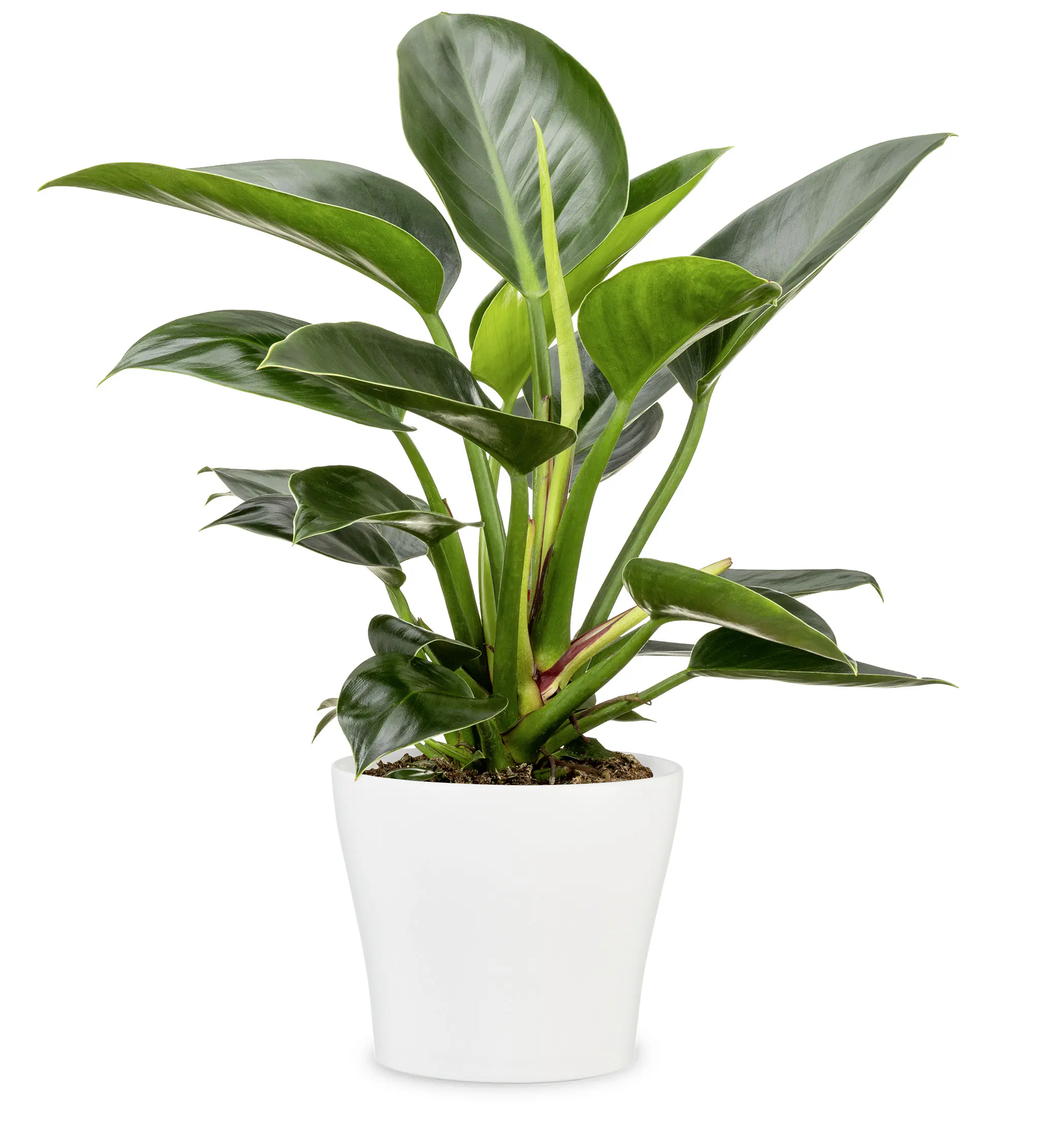 Scheurich Übertopf Serie 808 Ø 27 x 23 cm weiß