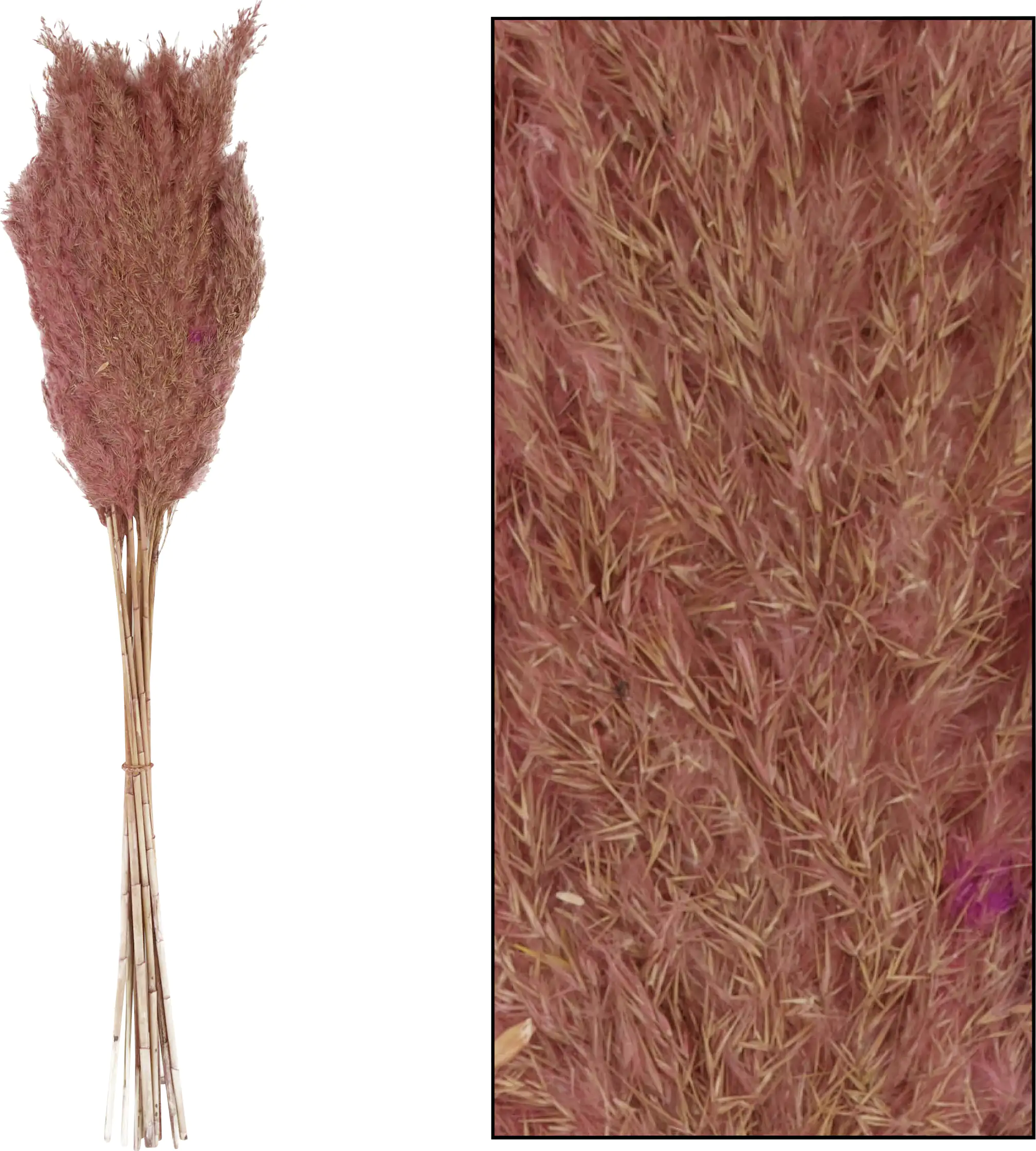 Dijk Schilf Feder 75 cm