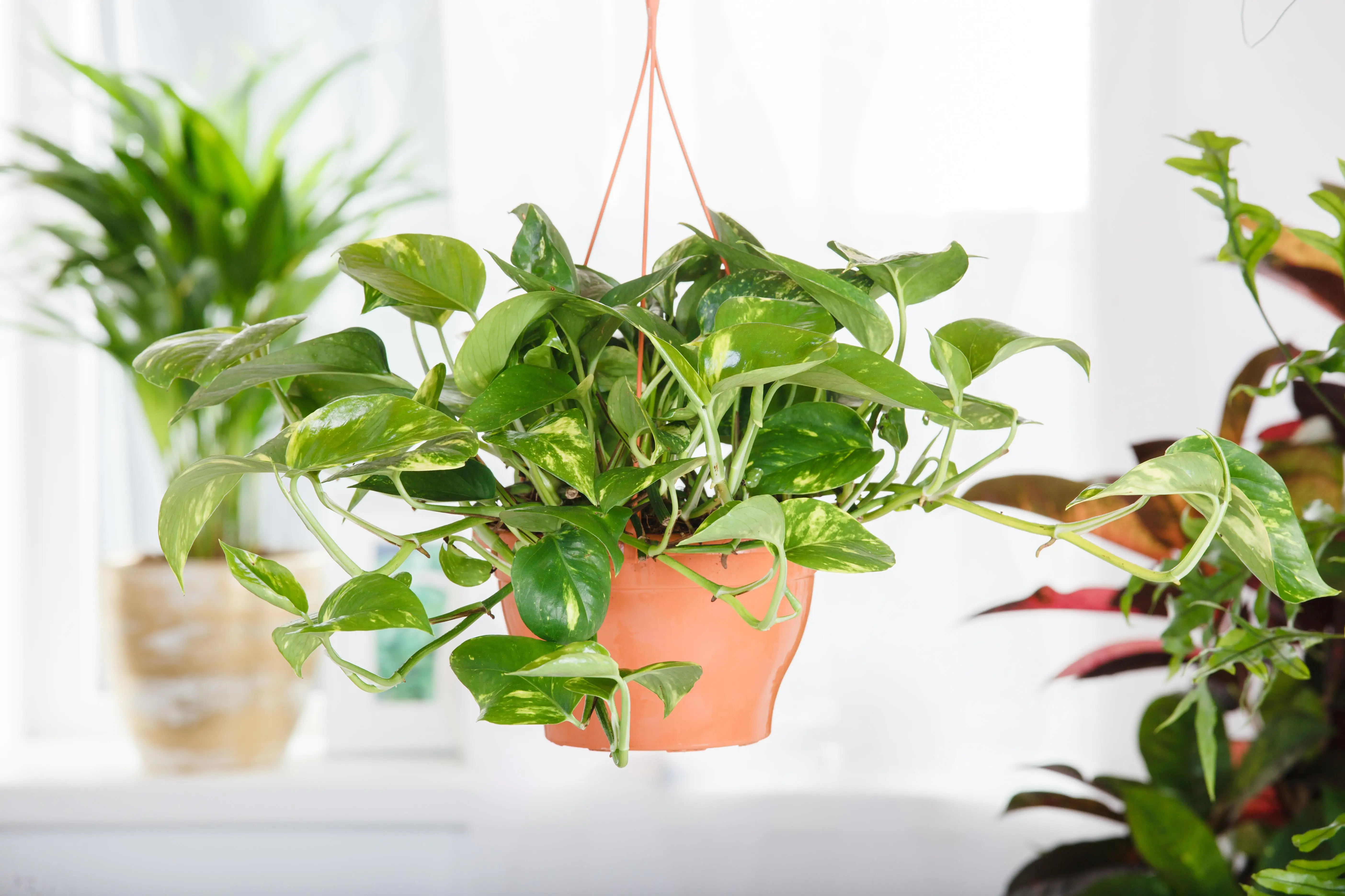 Scindapsus Ampel Efeutute 45 cm 15 cm Topf 