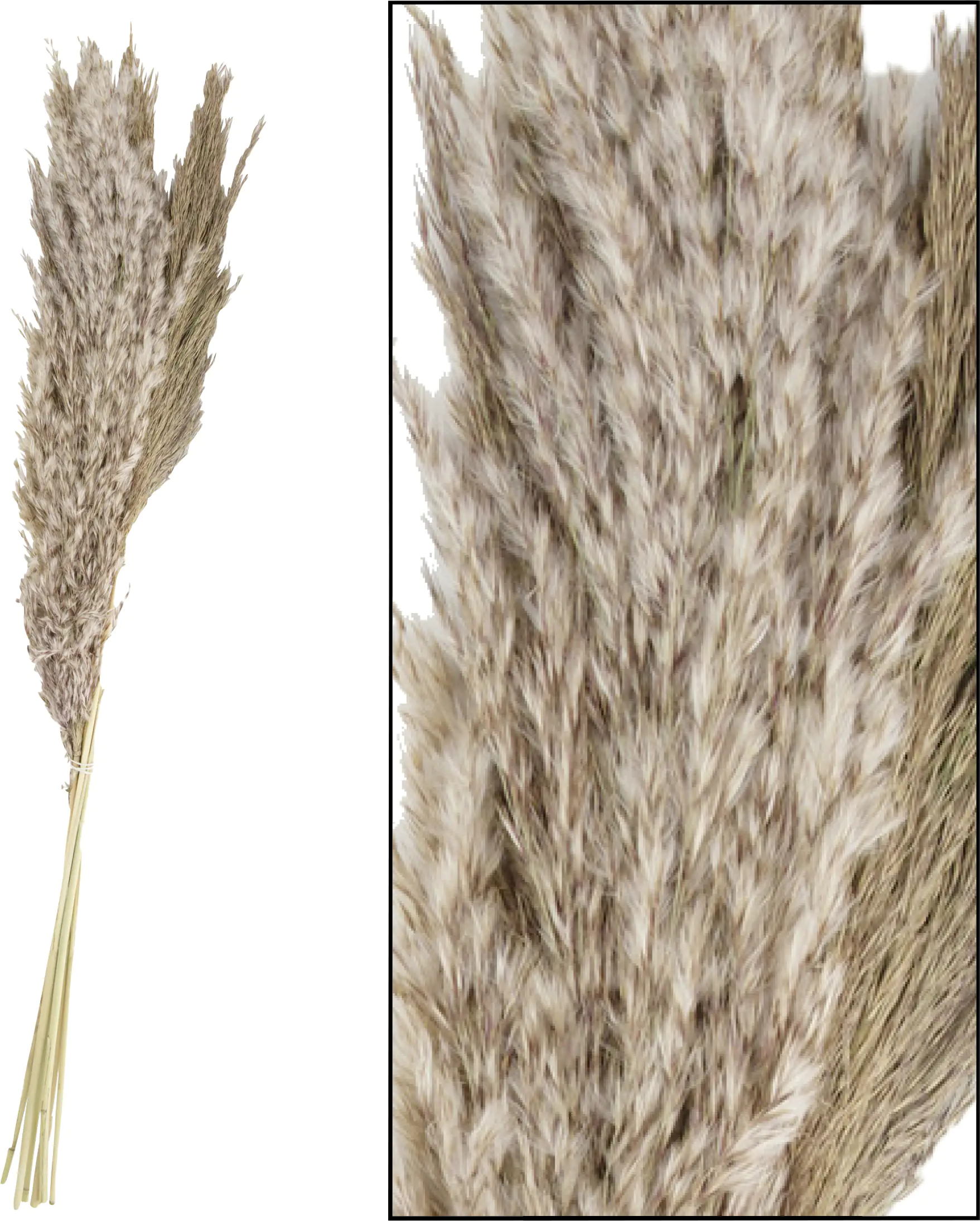 Dijk Pampasgras natur 65-75 cm