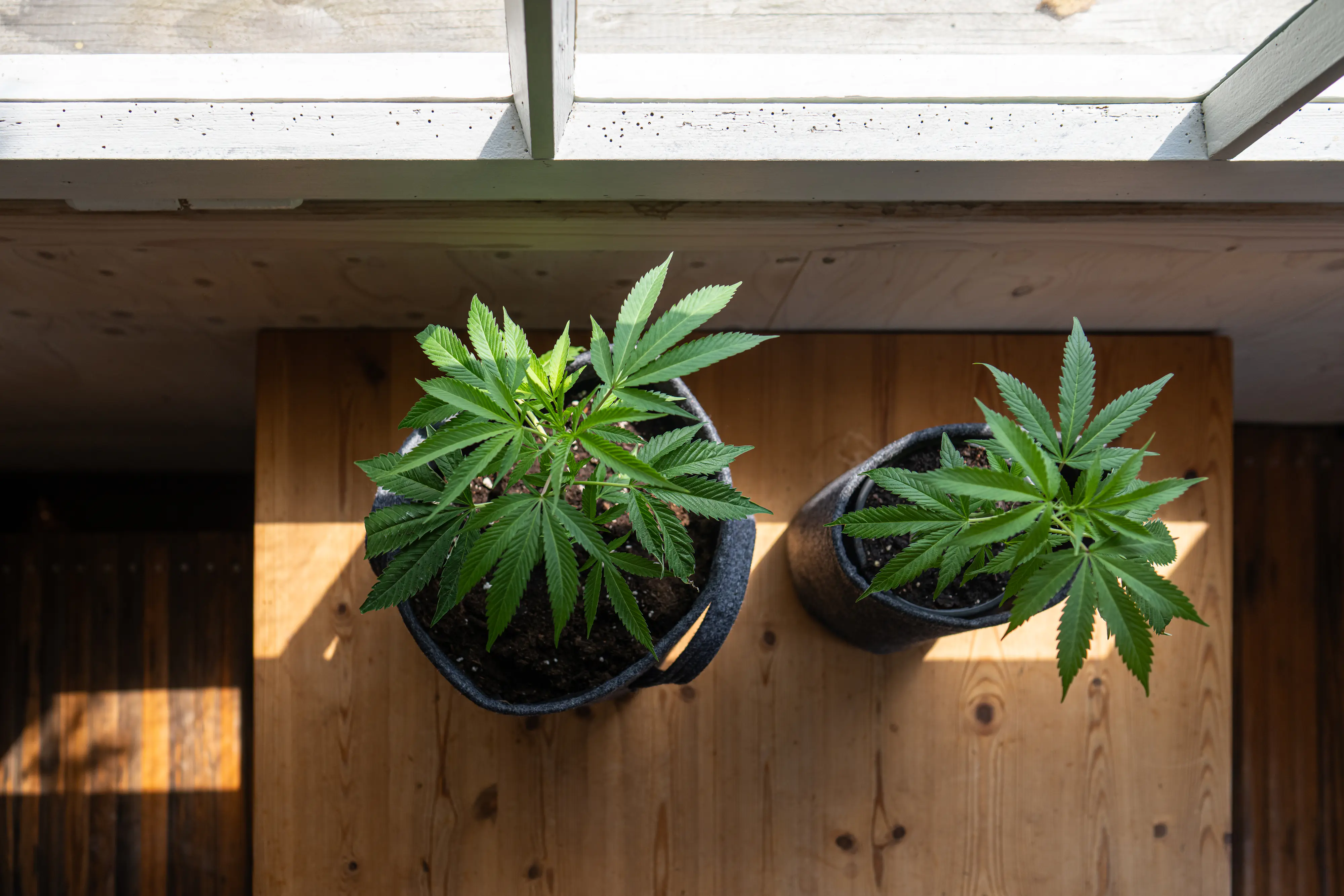 Herbi's Living Soil Grow Starter Biologisch aktiver Naturdünger 1 kg