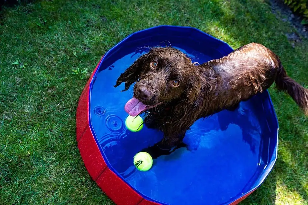 Nobby Hundepool rot