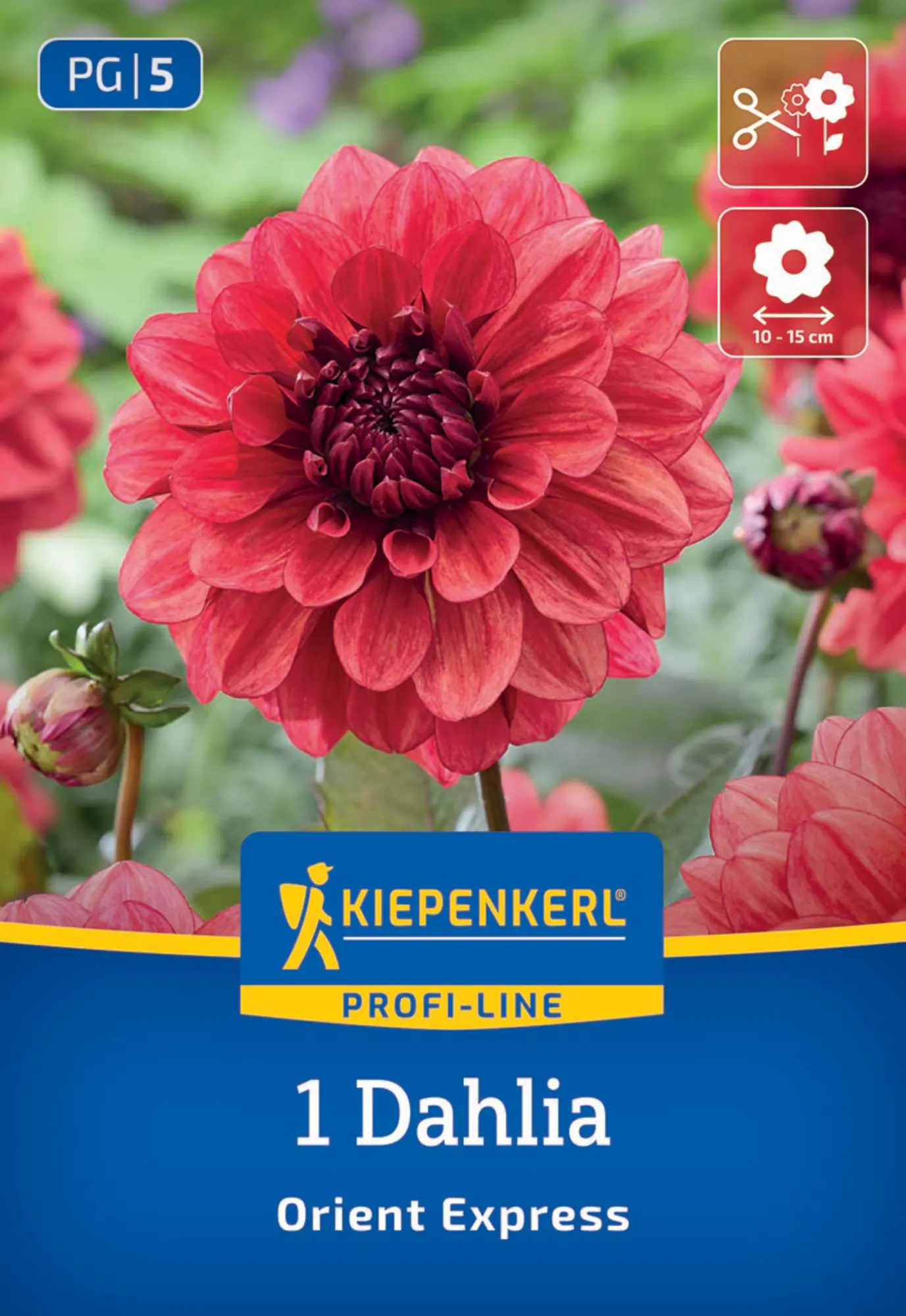 Kiepenkerl Profi-Line Frühjahrsblumenzwiebel Dekorative Dahlie Orient Express 1 Stück