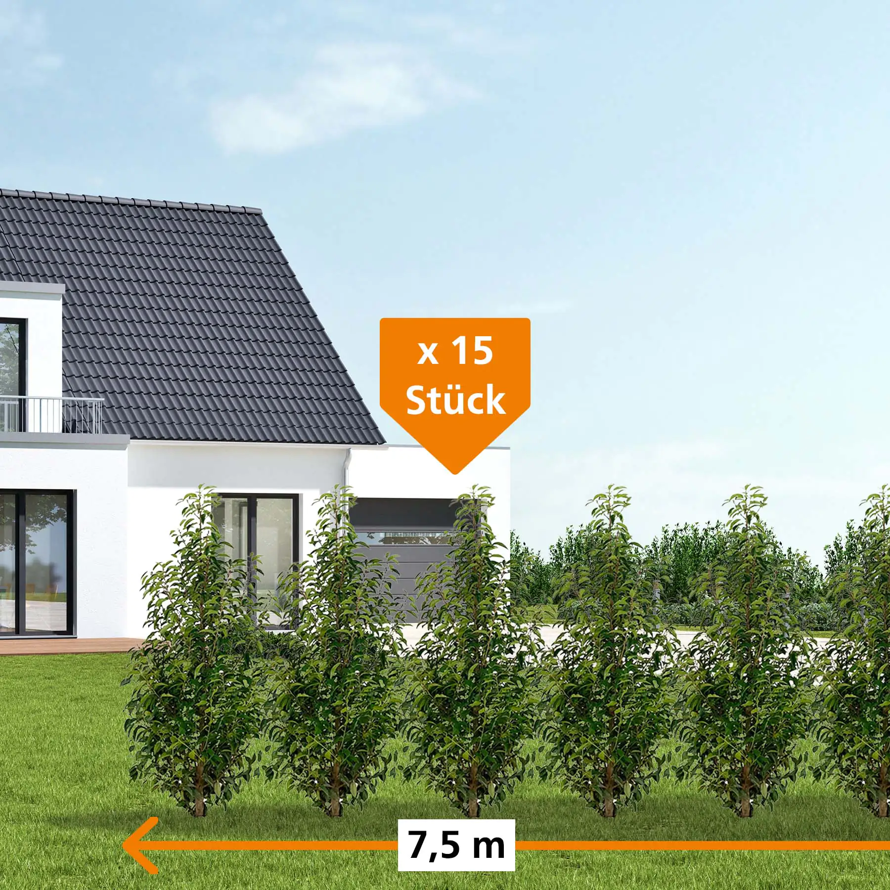 Portugiesische Kirschlorbeer Prunus ang. Lusitanica H 160 - 180 cm, 15 Stück Portugiesische Kirschlorbeer Prunus ang. Lusitanica H 160 - 180 cm, 15 Stück