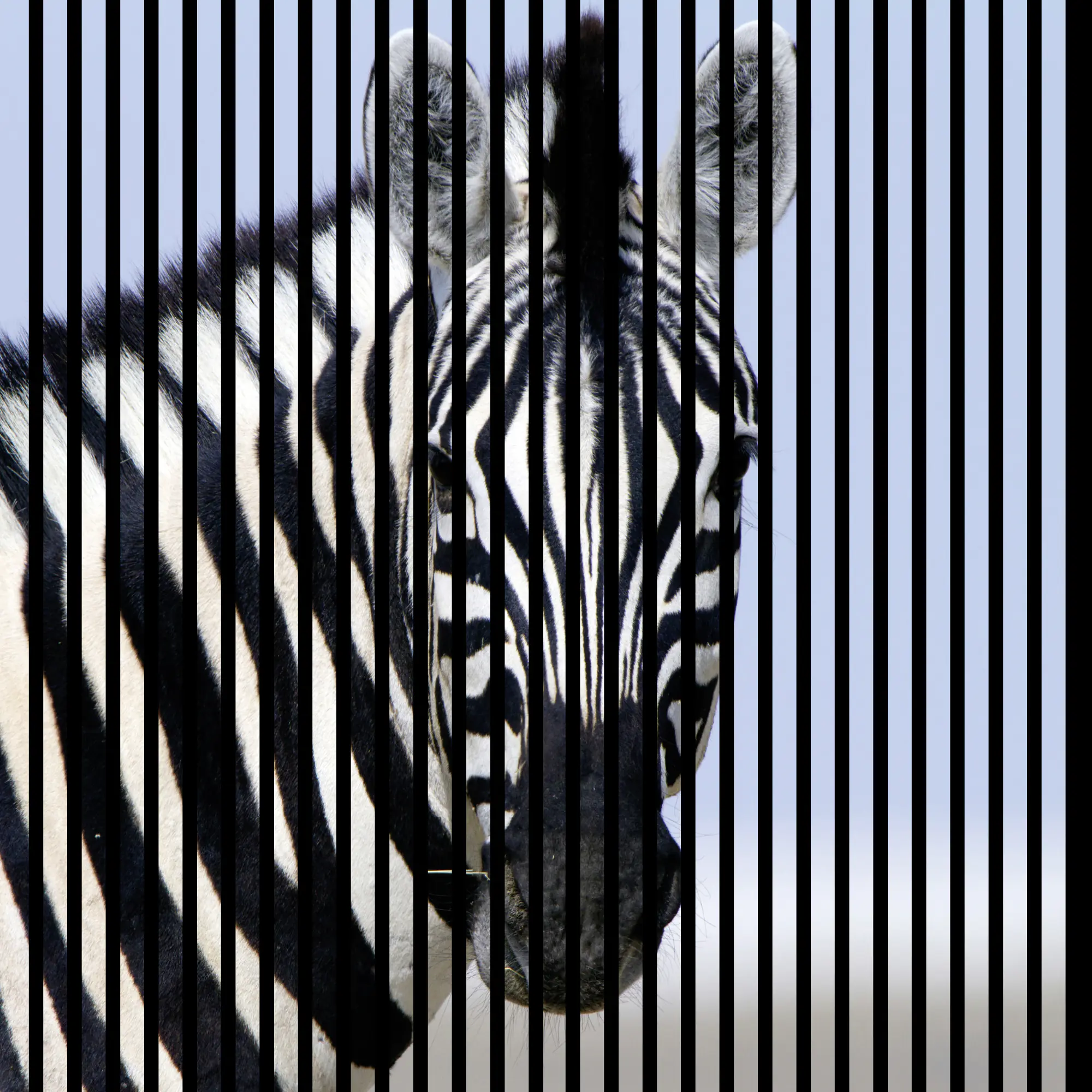 Neuhofer Akustikpaneele Zebra 119,5 x 113,3 x 1,9 cm