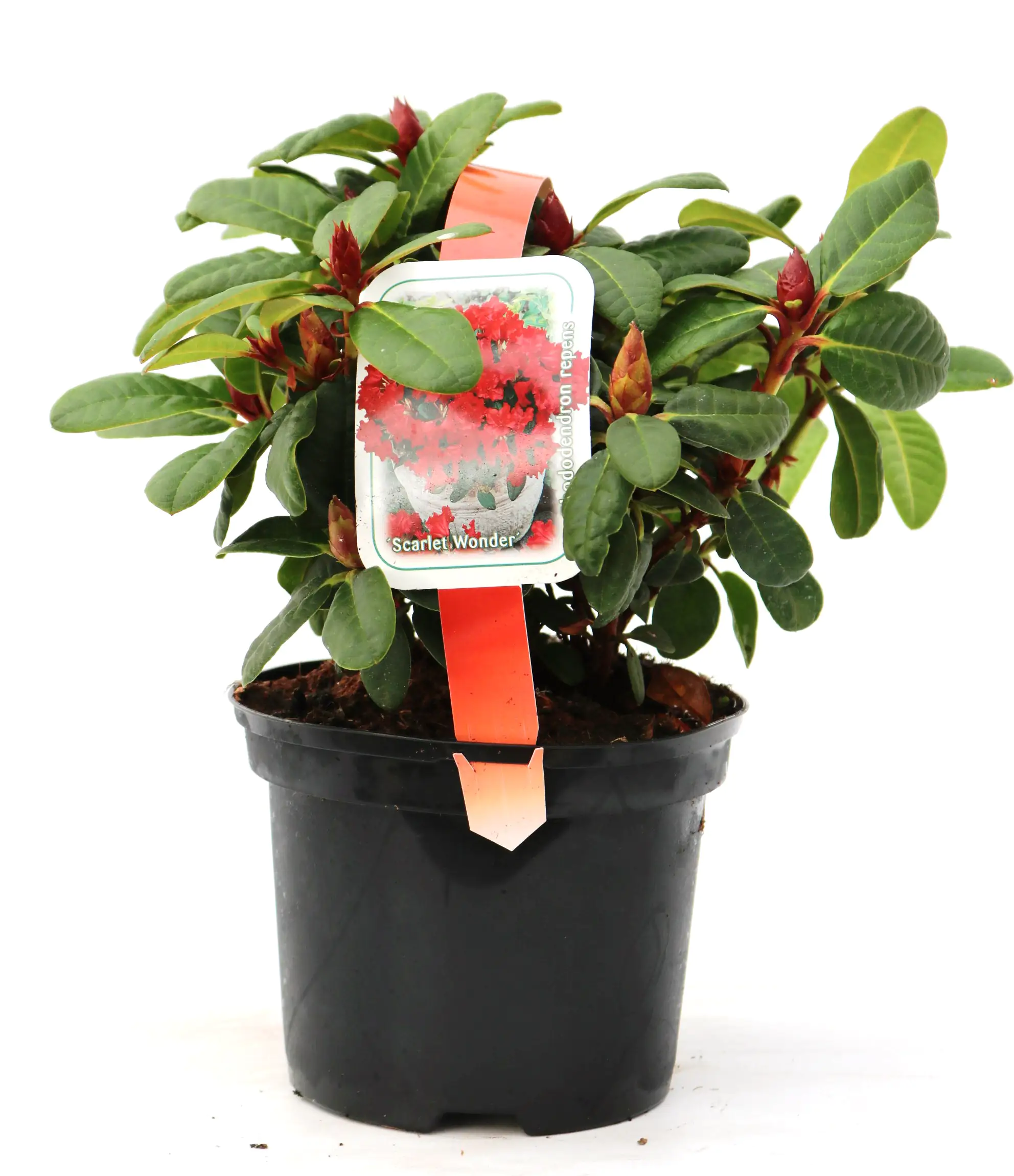 4029395041371 Zwergrhododendron Repens Scarlett Wonder 2 L Container