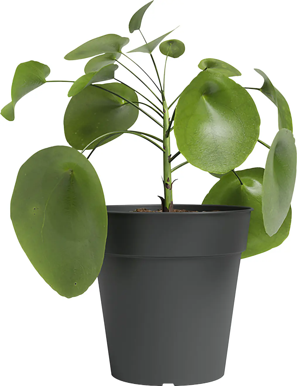 Artevasi Anzuchttopf Madagascar Kunststoff anthrazit Ø 40 x 39 cm 