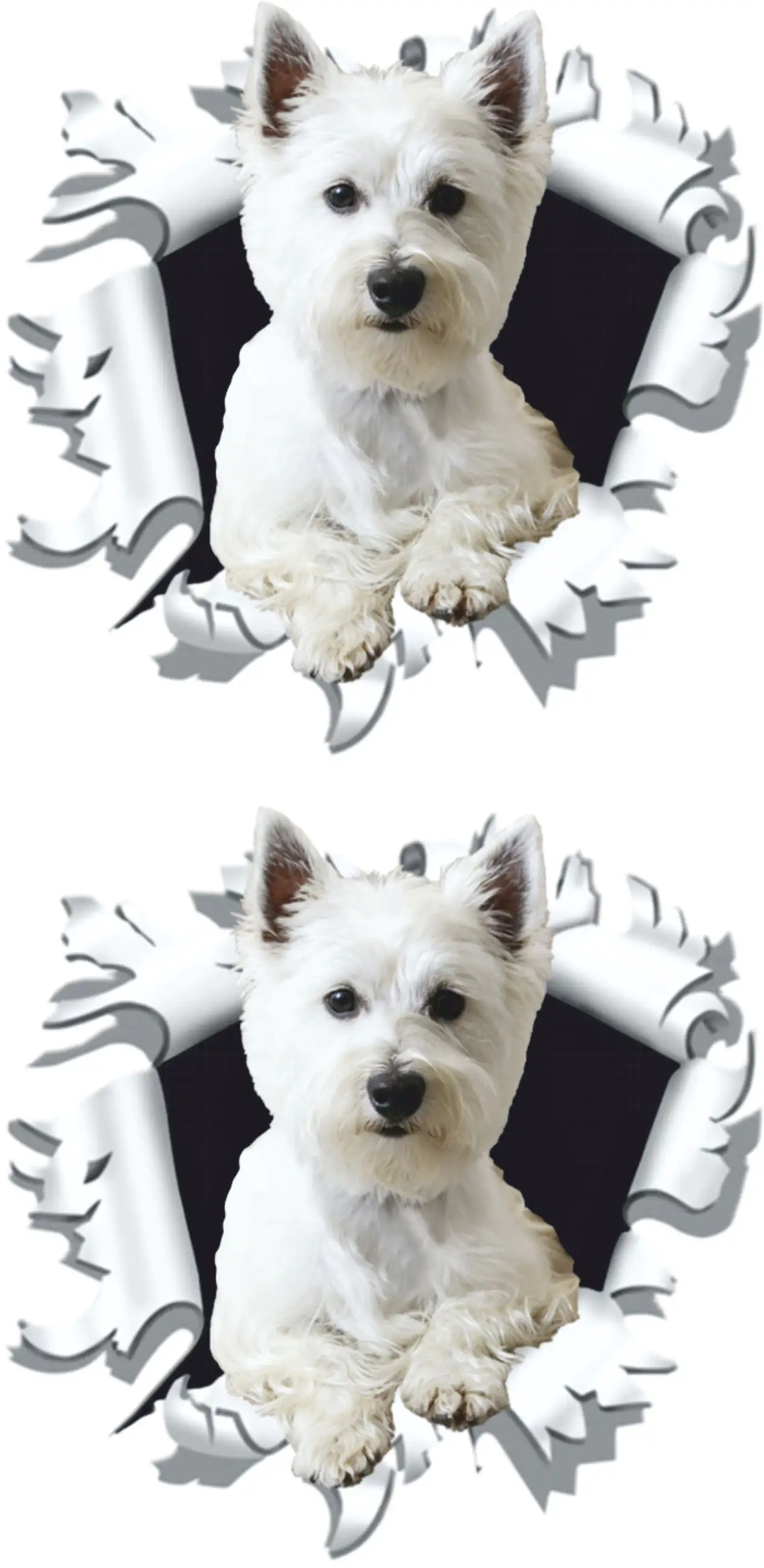 Hermann Schütz Aufkleber West Highland White Terrier 2er-Set Hermann Schütz Aufkleber West Highland White Terrier 2er-Set