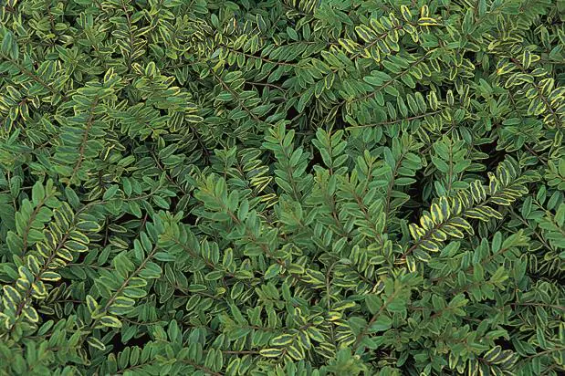 Maigrün 0,5 l Container