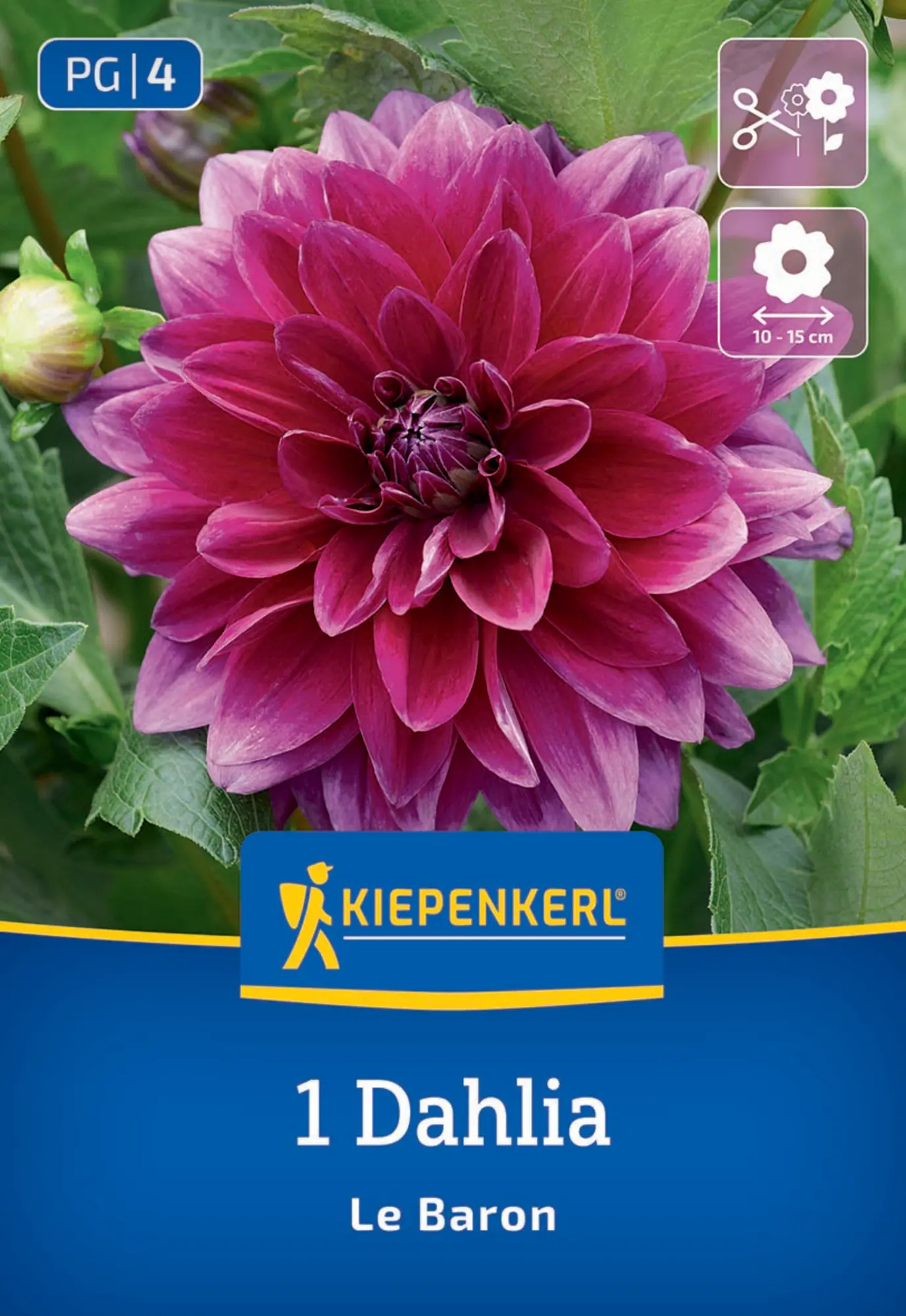 Kiepenkerl Frühjahrsblumenzwiebel Dekorative Dahlie Le Baron 1 Stück