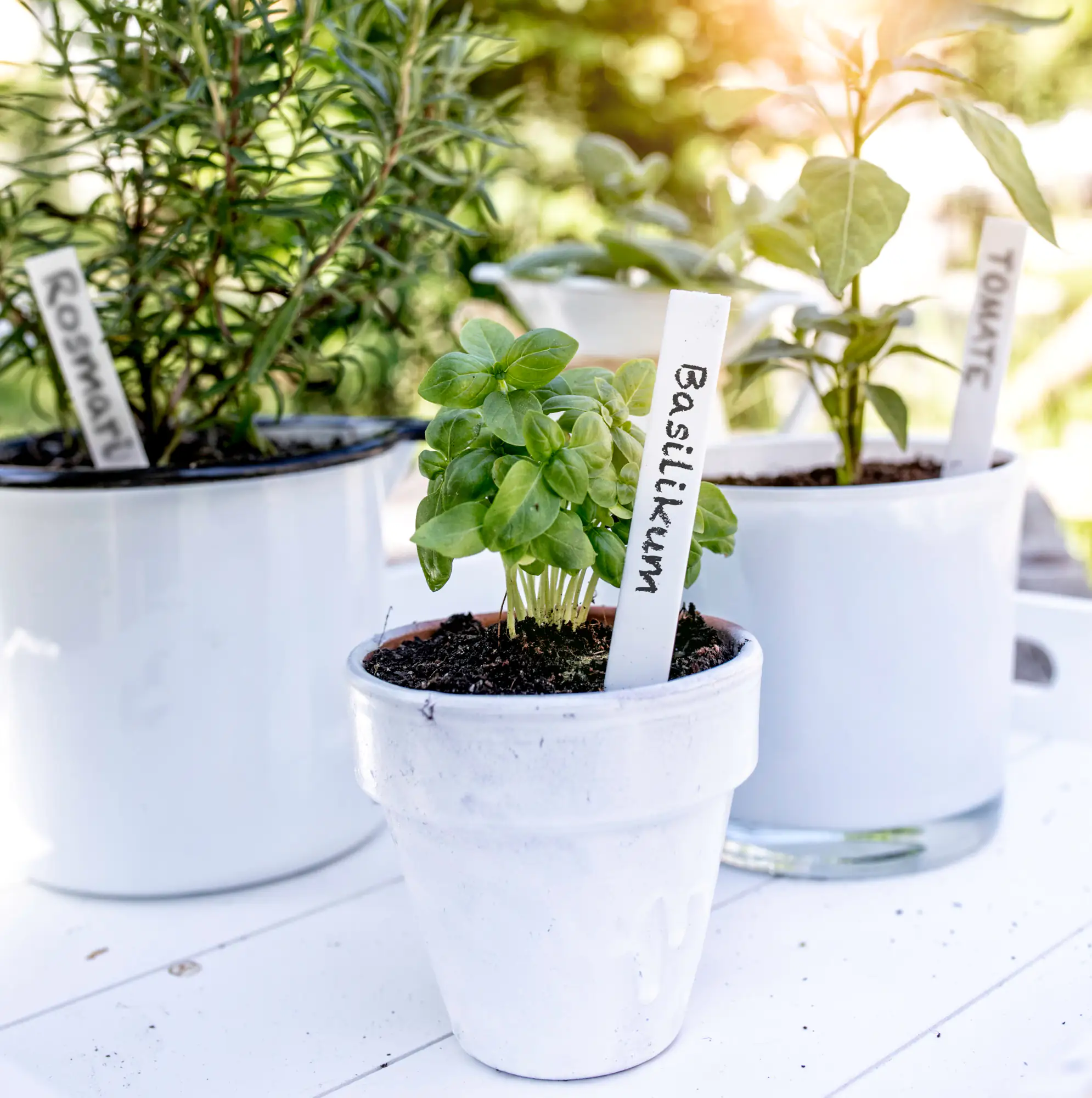 Windhager Stecketiketten 50 Stück, inkl. Stift Windhager Stecketiketten 50 Stück, inkl. Stift