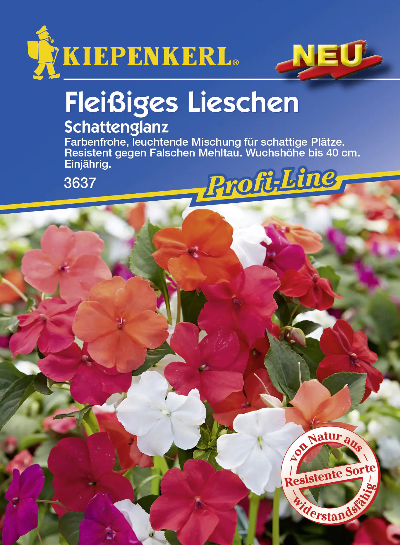 Kiepenkerl Fleißiges Lieschen Schattenglanz 18 Pflanzen