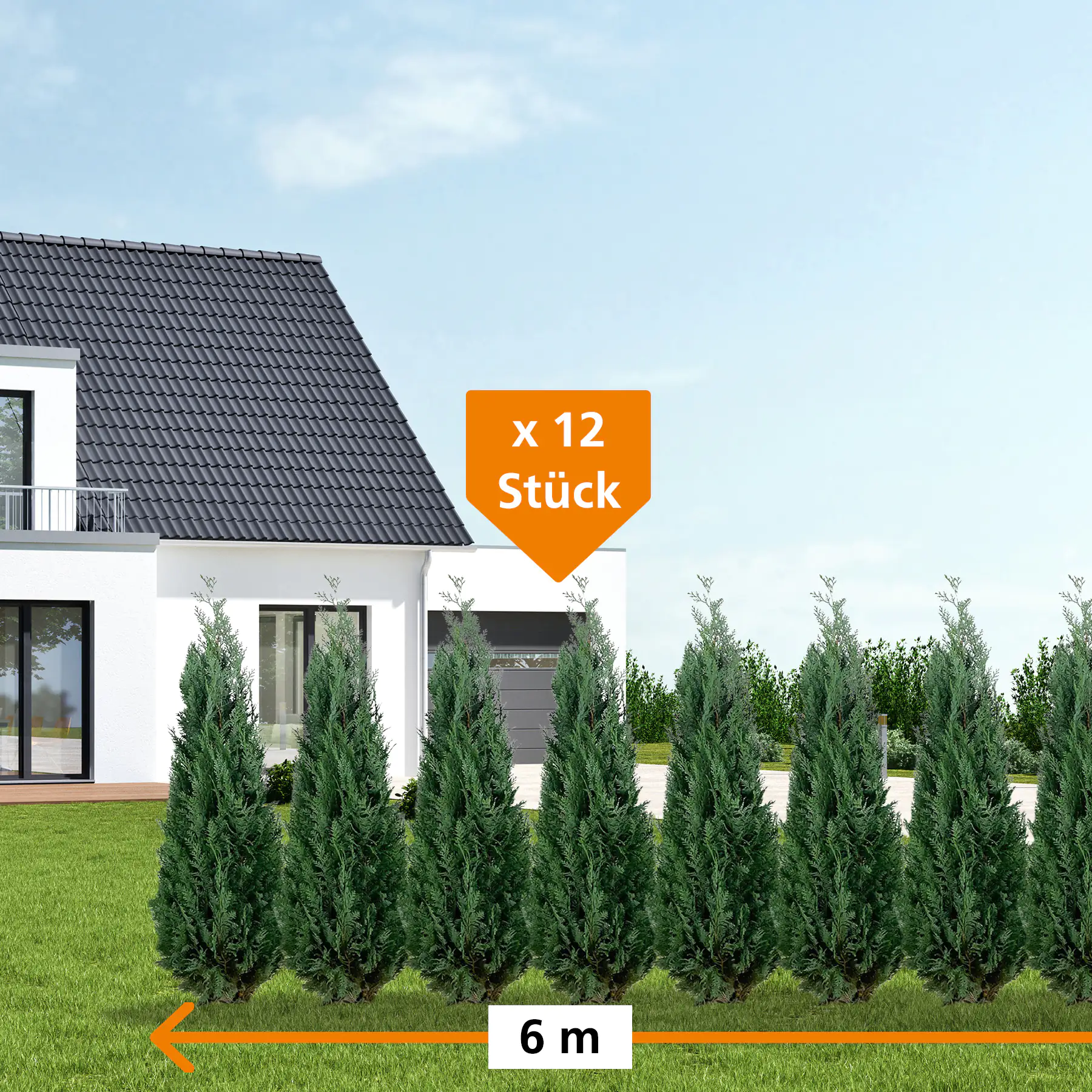 Blaue Scheinzypresse Cham. law. column. Glauca H 180 - 200 cm, 12 Stück Blaue Scheinzypresse Cham. law. column. Glauca H 180 - 200 cm, 12 Stück