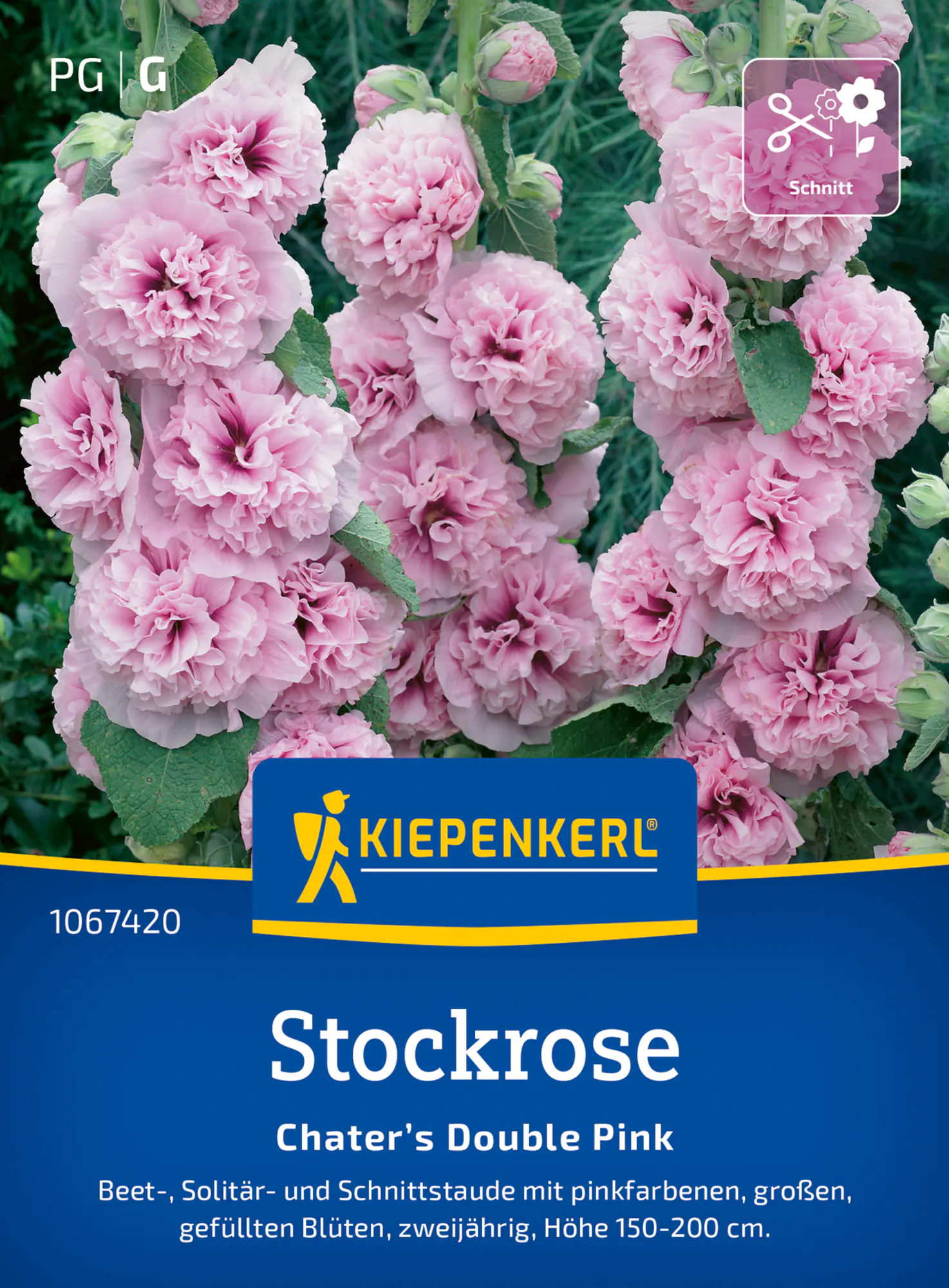 Kiepenkerl Blumensamen Stockrosen Chater’s Double Pink für ca. 30 Pflanzen