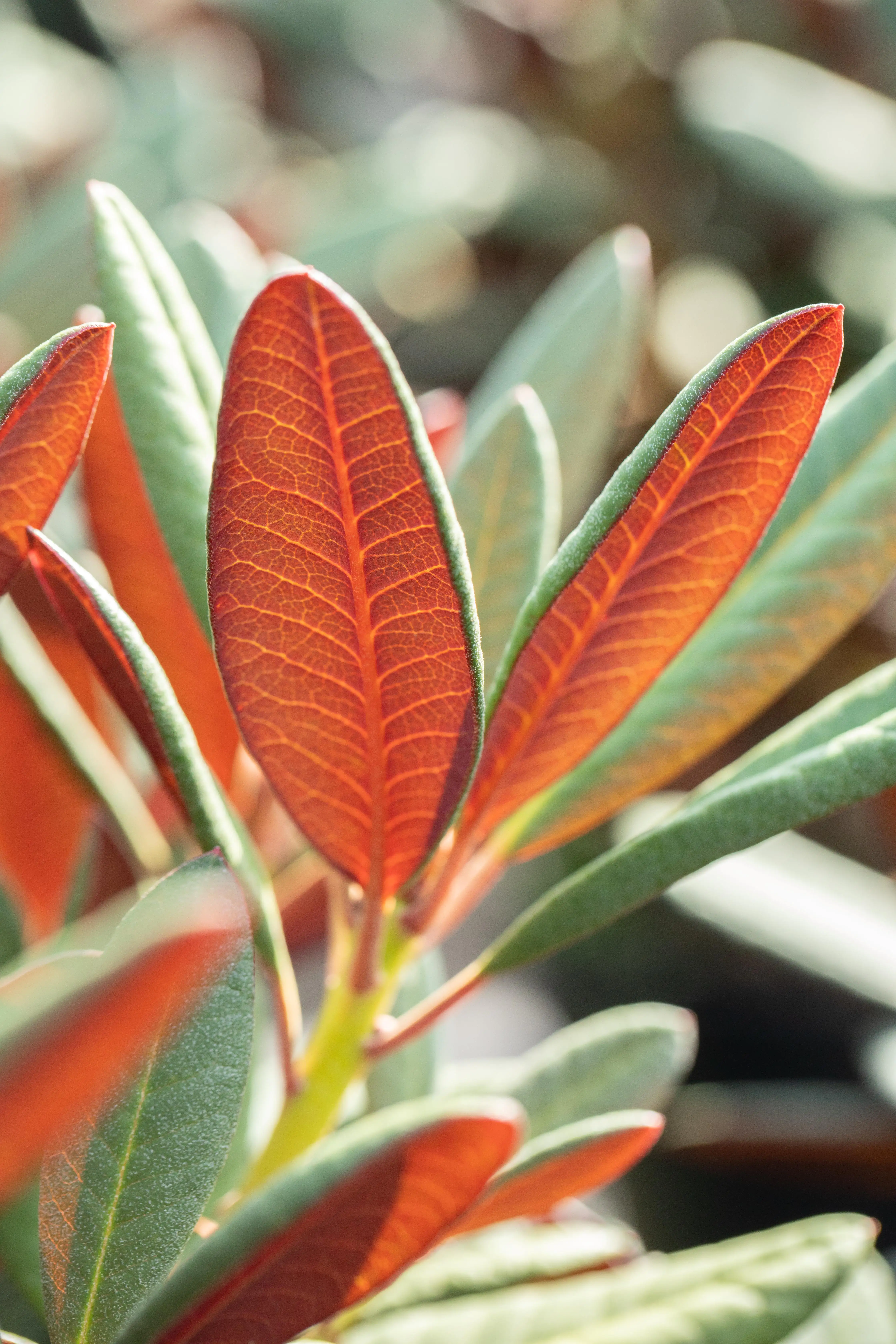 Alpenrose 'Wine & Roses' ® 5 l Container