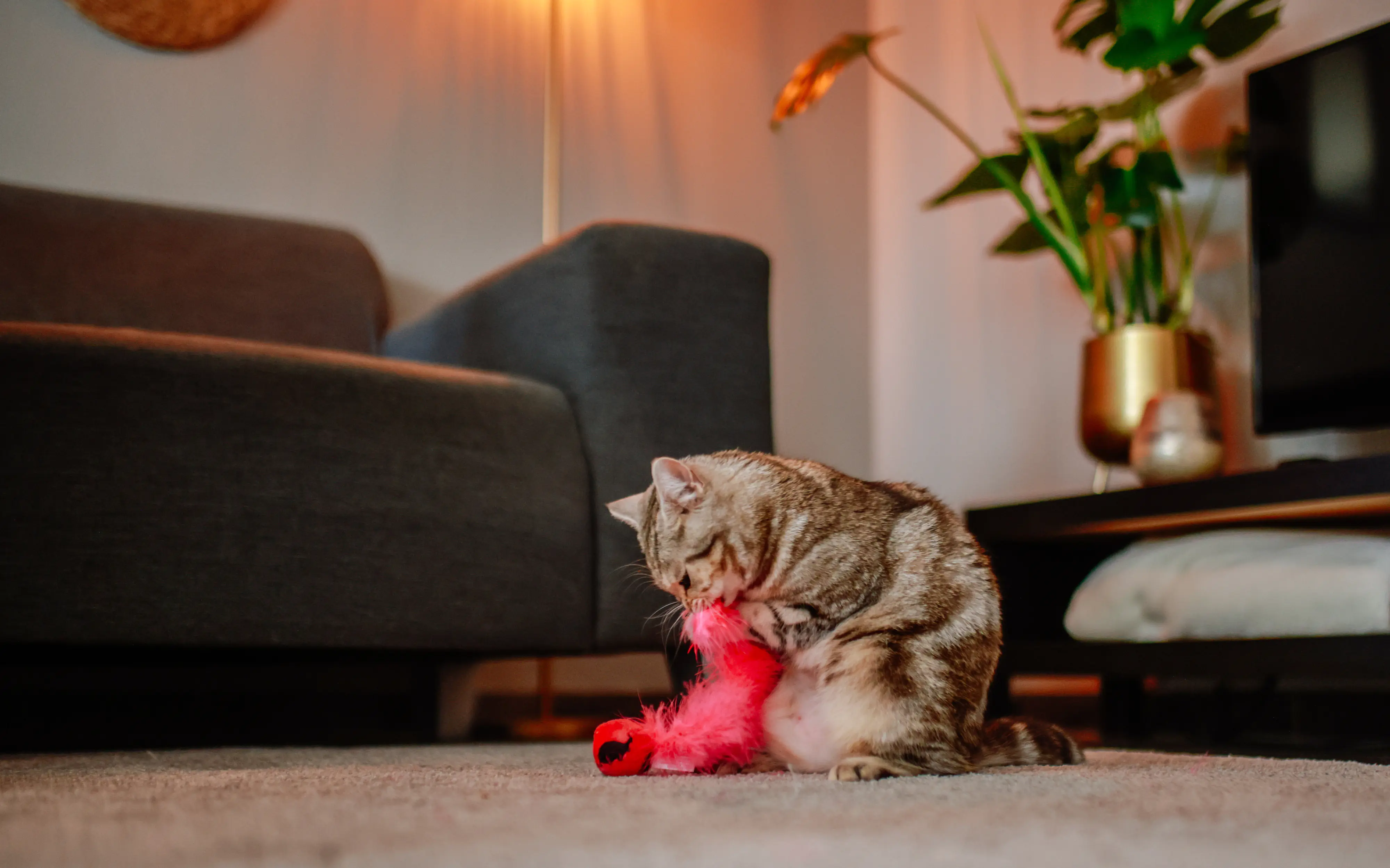 Nobby Ball mit Feder 24 cm