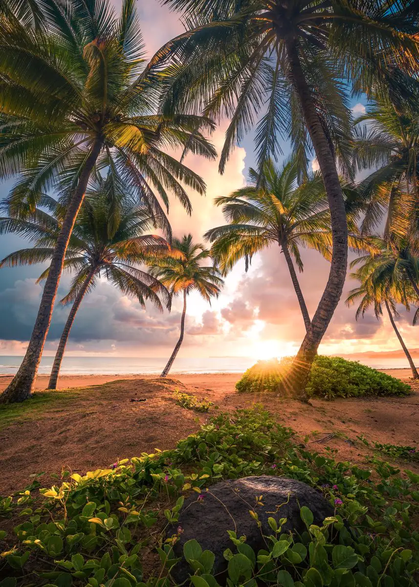 4055065110948 Komar Vlies Fototapete Vertical Paradise 200 x 280 cm