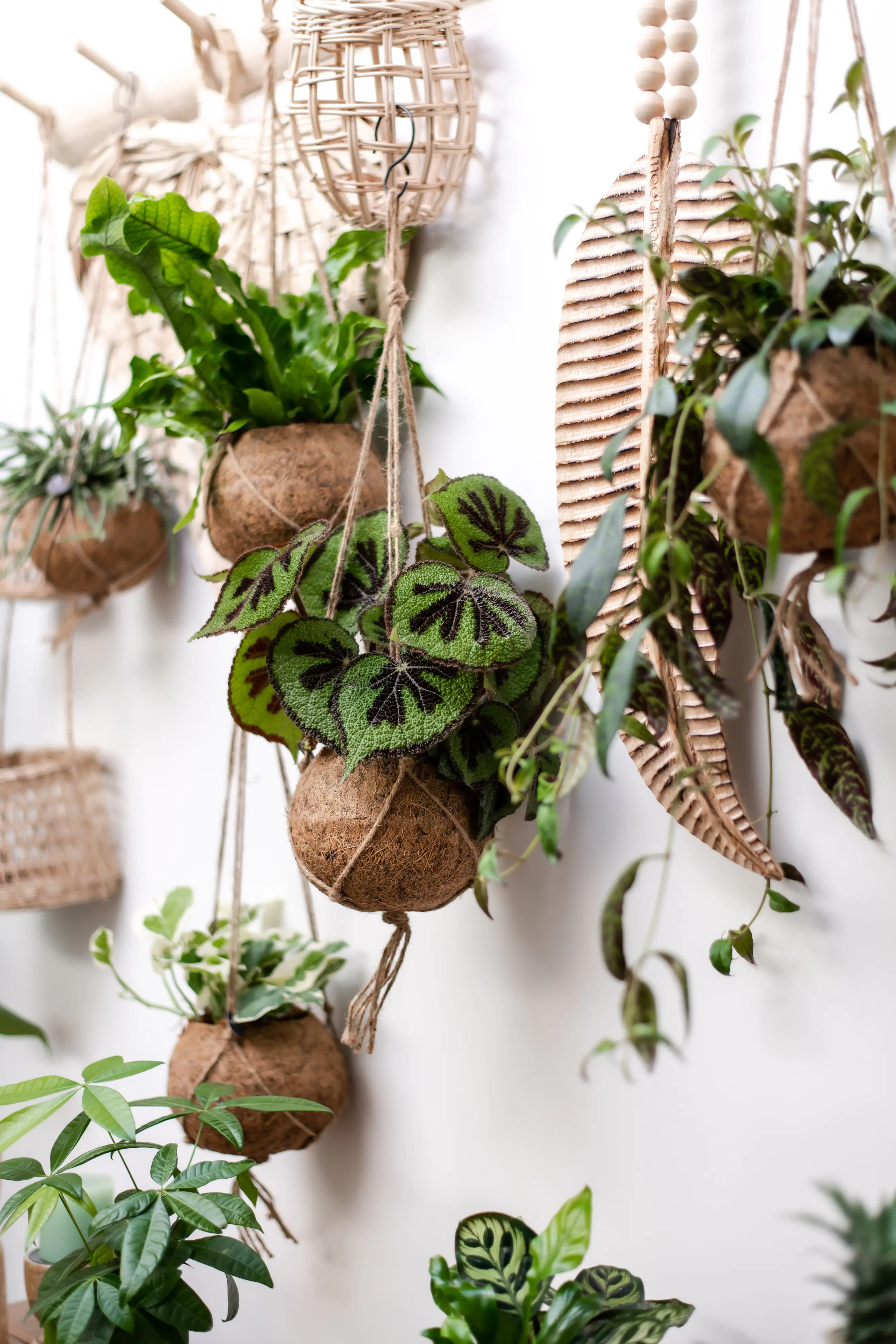 Hängeampel Kokodama Kokosfasern 15 x 15 cm braun