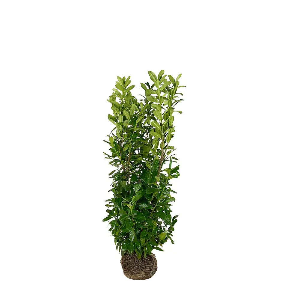 Kirschlorbeer Rotundifolia Prunus laur. Rotundifolia H 100 - 125 cm, 20 Stück
