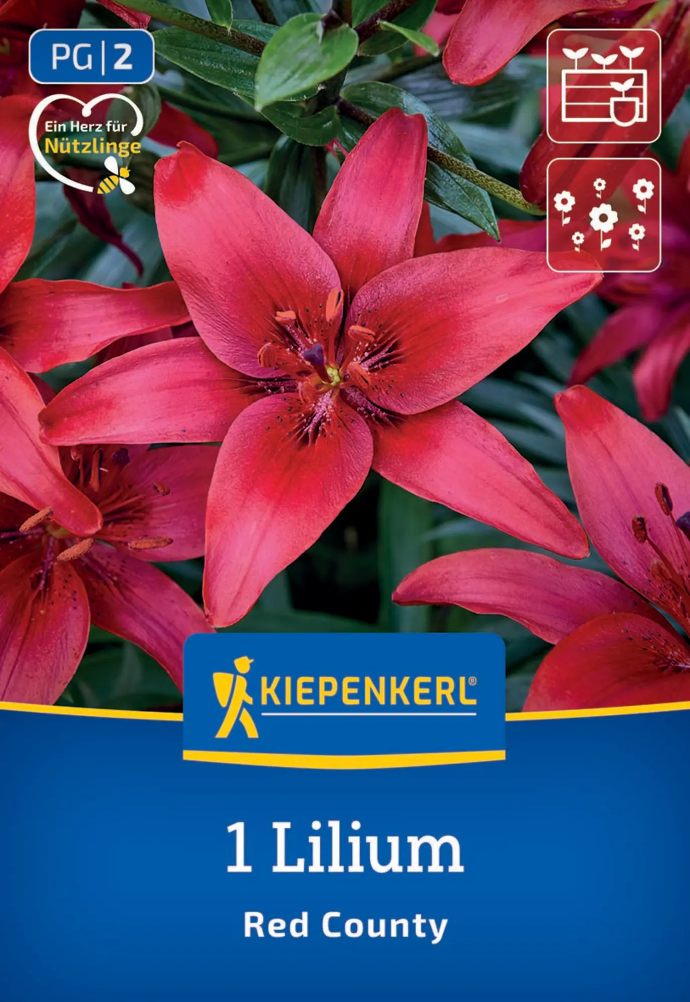 Kiepenkerl Frühjahrsblumenzwiebel Asiatische Lilie Red County 1 Stück