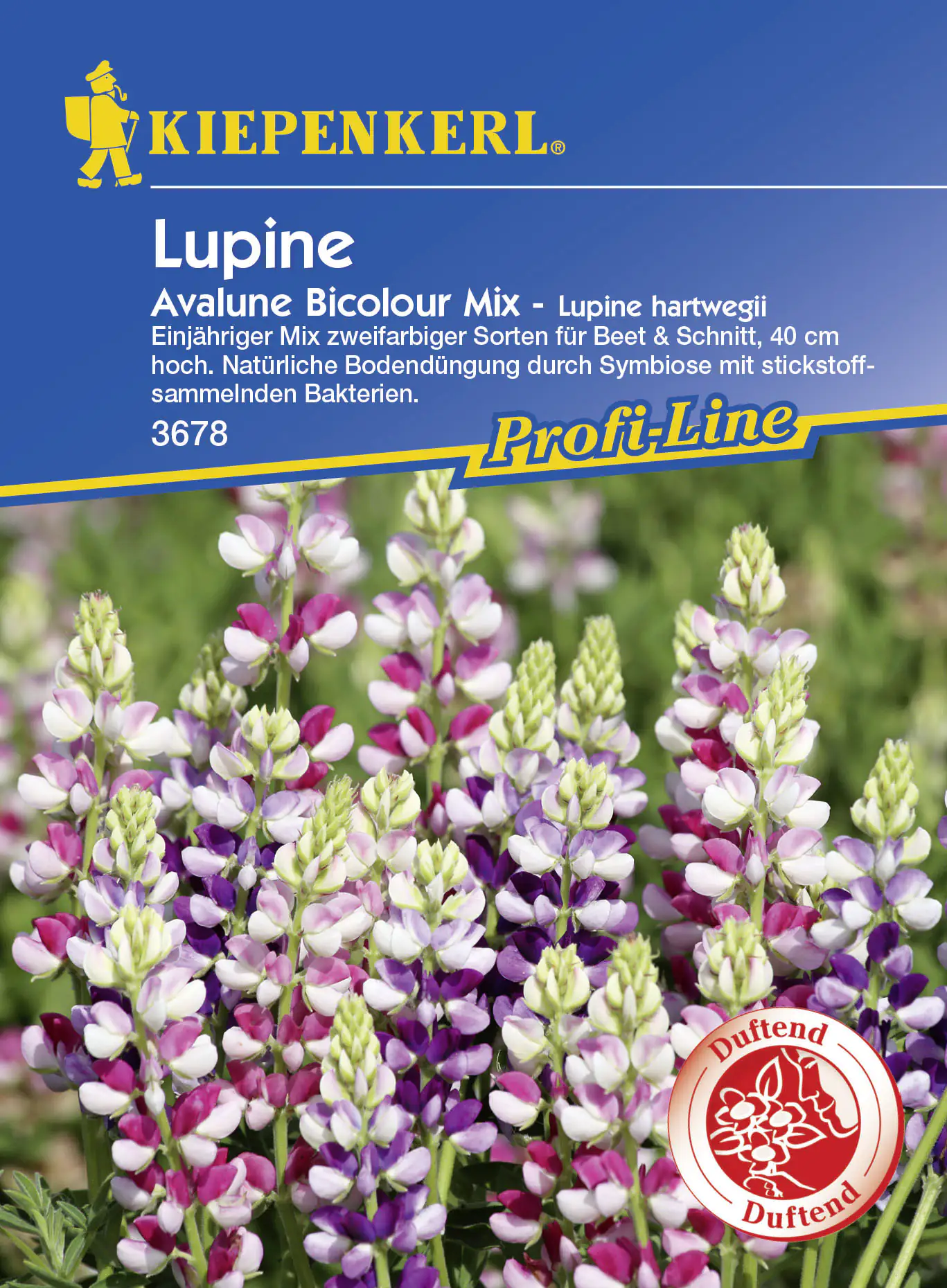 Kiepenkerl Profi-Line Lupine Avalune Bicolour Mix Lupinus hartwegii, Inhalt: ca. 35 Pflanzen
