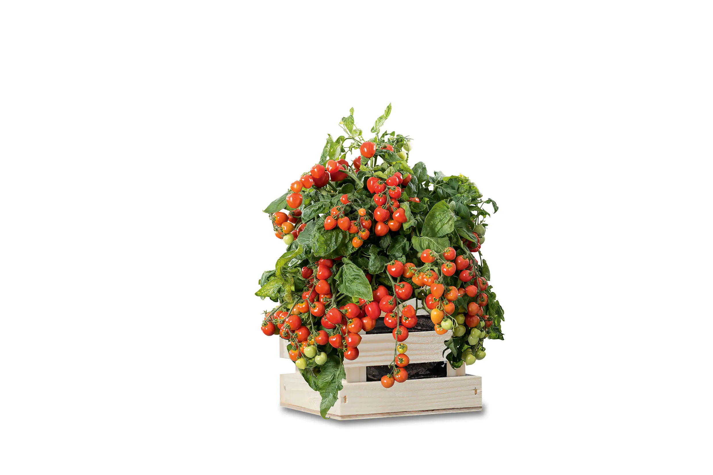 Baza Seeds Garden Box Strauchtomate Heartbreakers Vita F1
