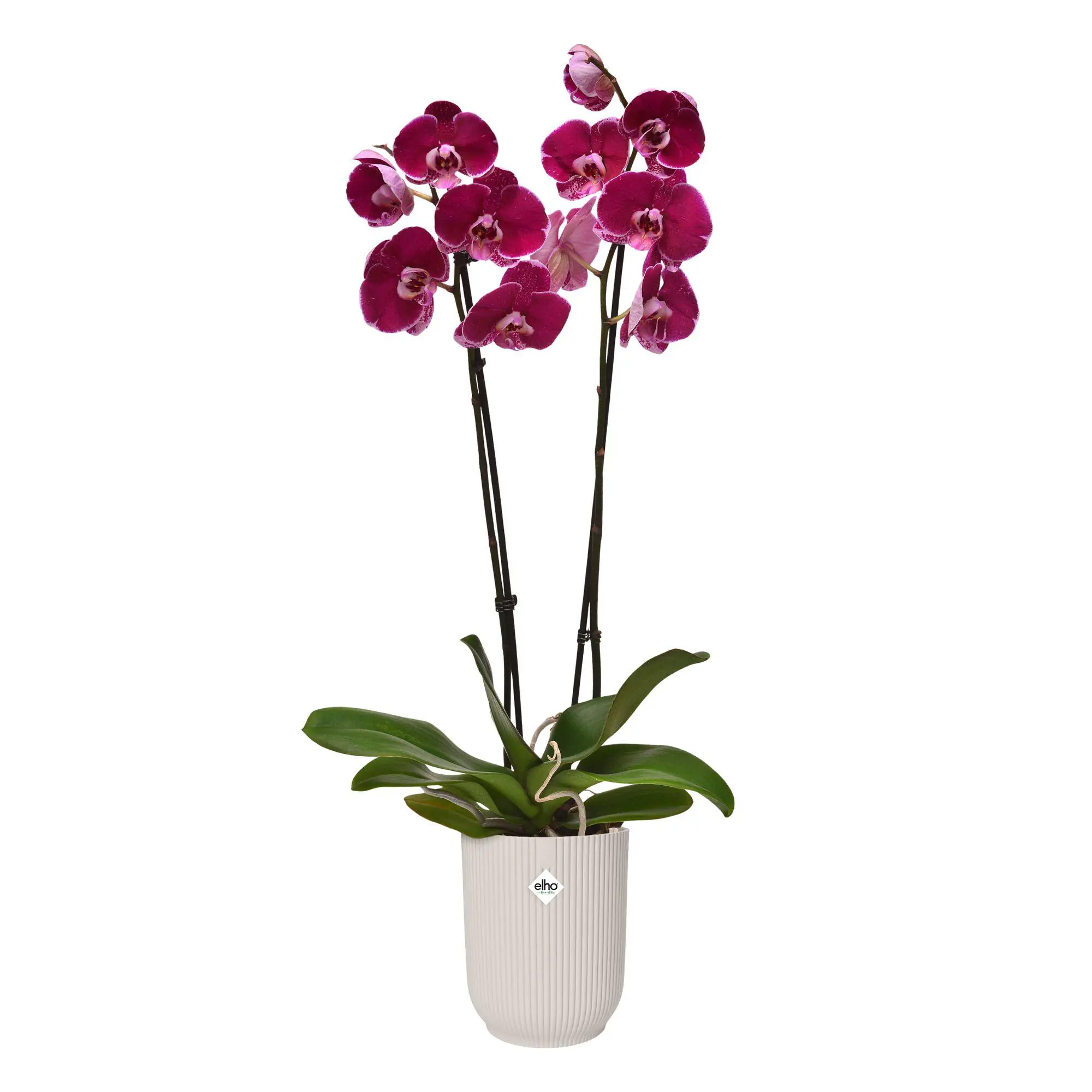 Elho Blumentopf Vibes Fold Orchidee Ø 13 x 15 cm weiß