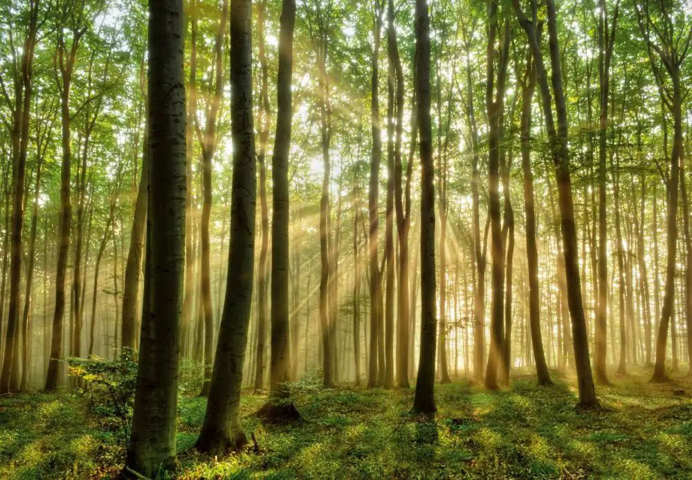 papermoon Vlies- Fototapete Digitaldruck 350 x 260 cm Forest