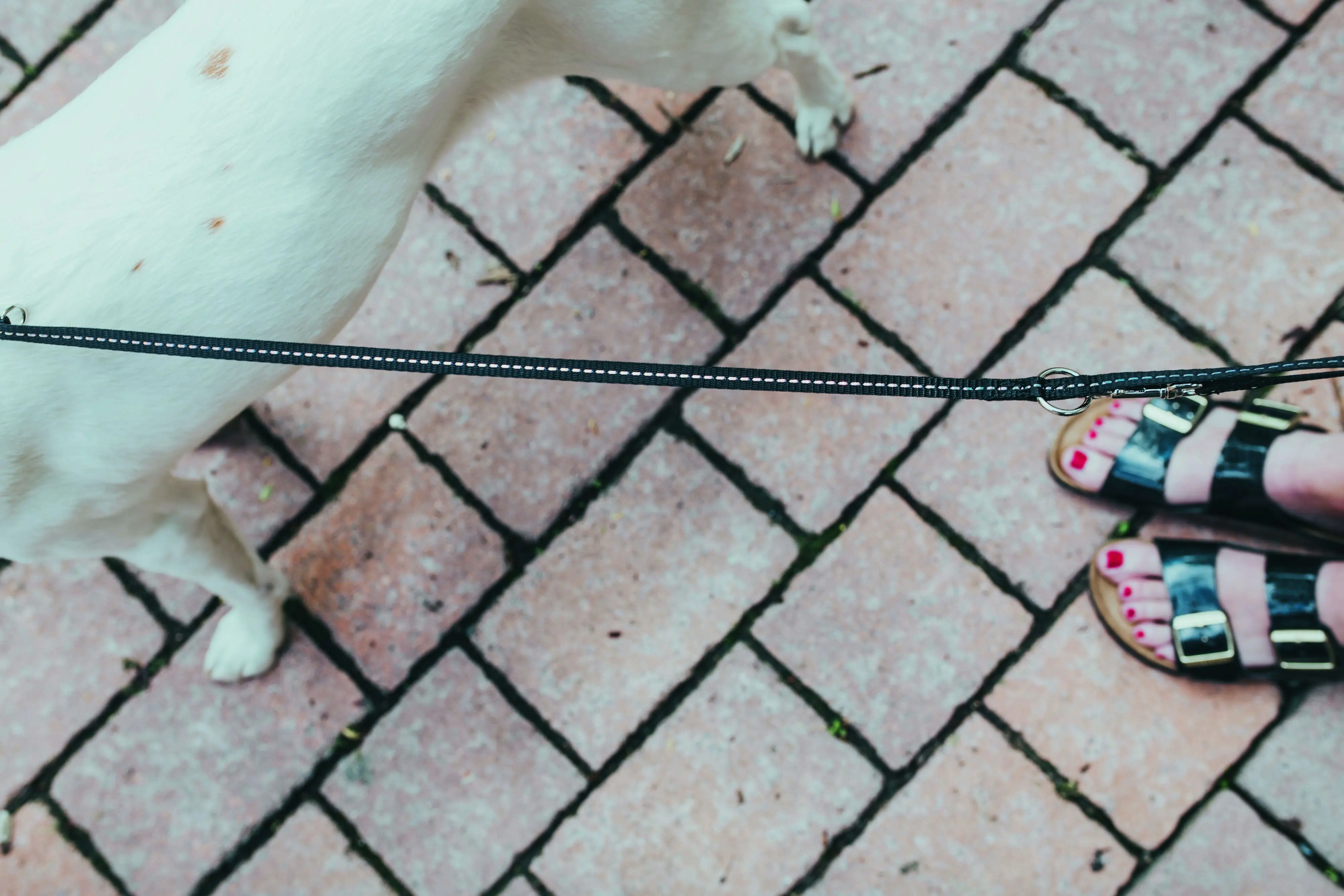 Hunter Hundeleine Führleine verstellbar Tripoli reflektierend 2 m x 1 cm schwarz