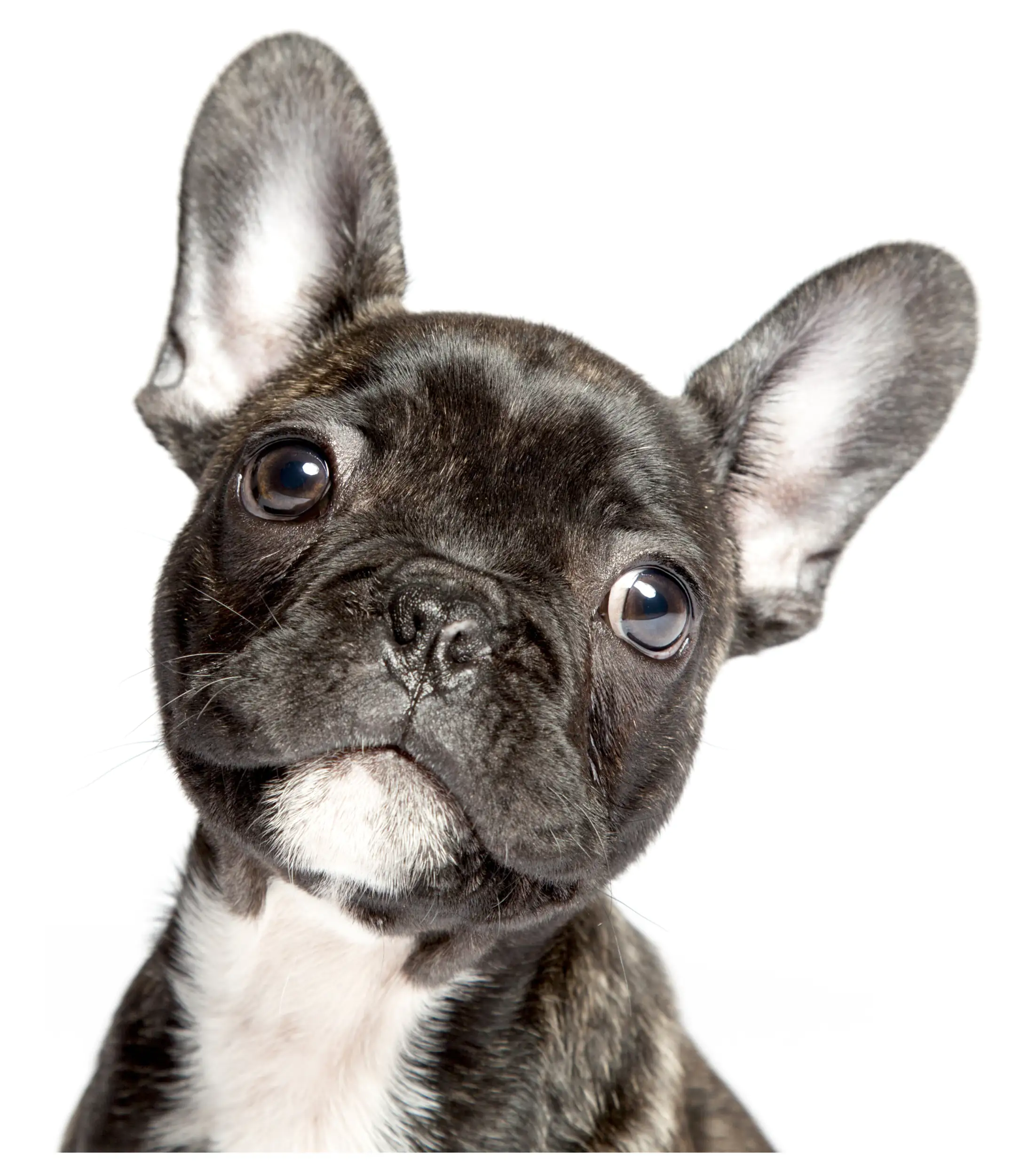 Hermann Schütz Aufkleber Hund Französische Bulldogge 110x85mm