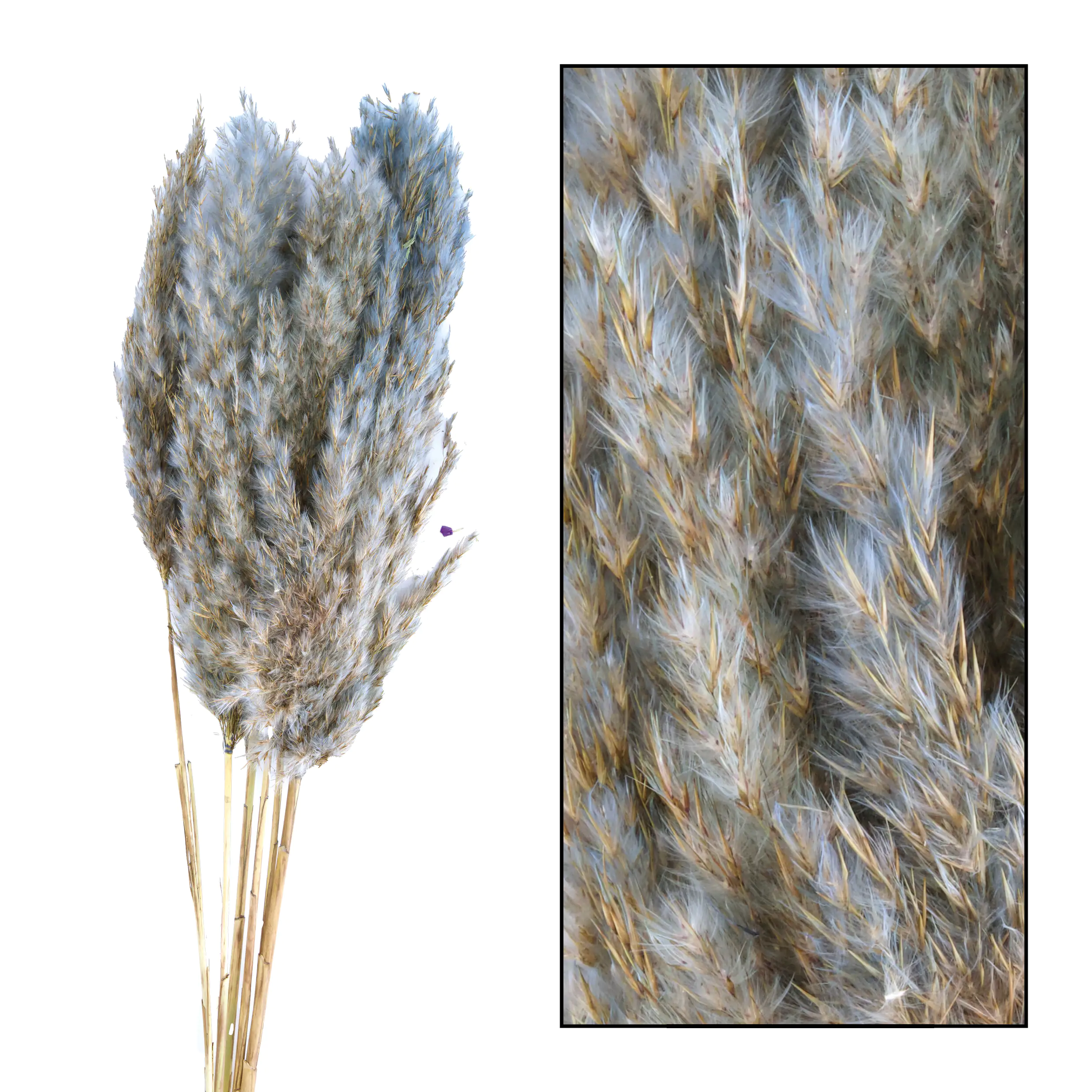 Dijk Schilf Feder grau 84 x 10 x 6 cm