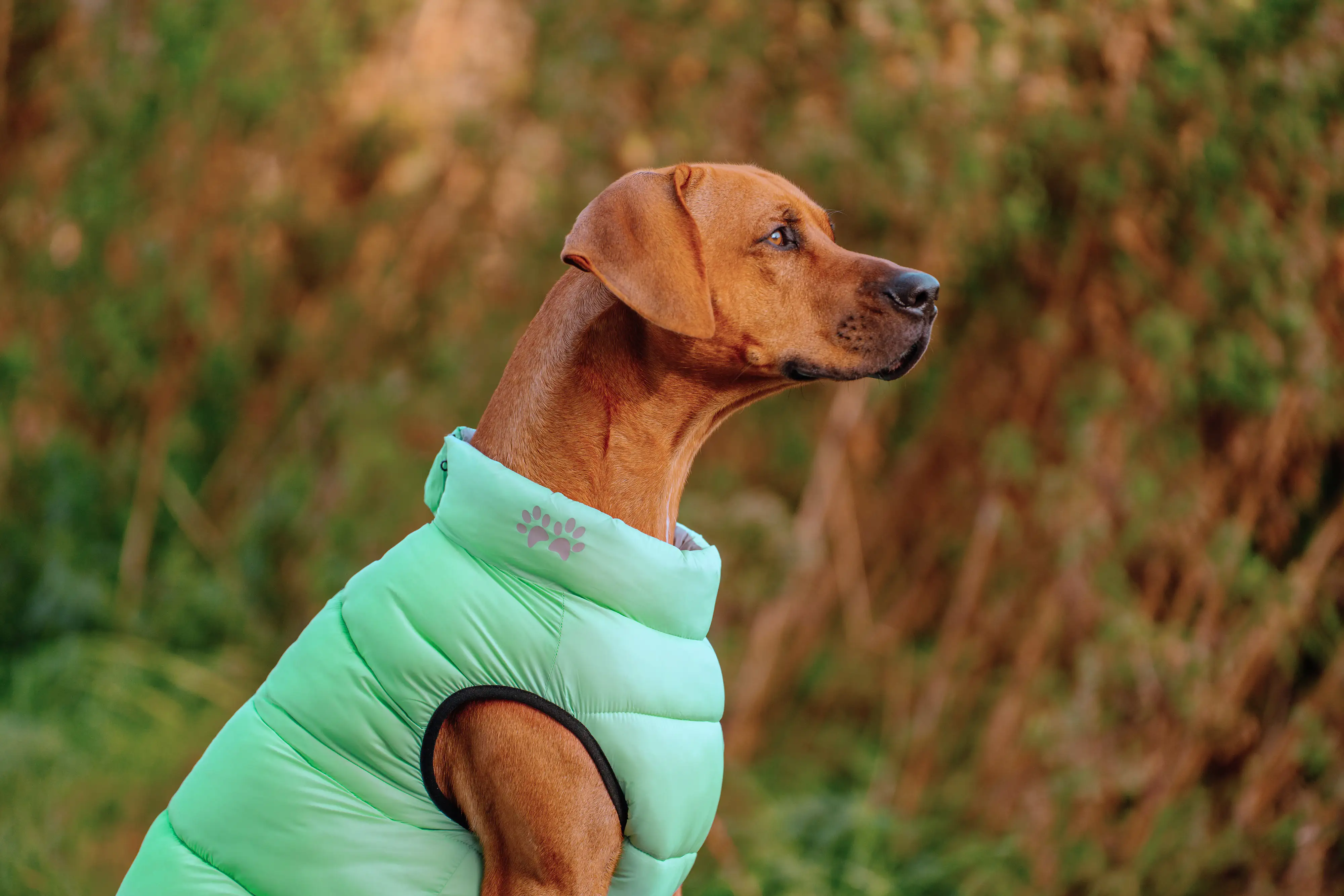 Nobby Hundemantel Light cascade grau