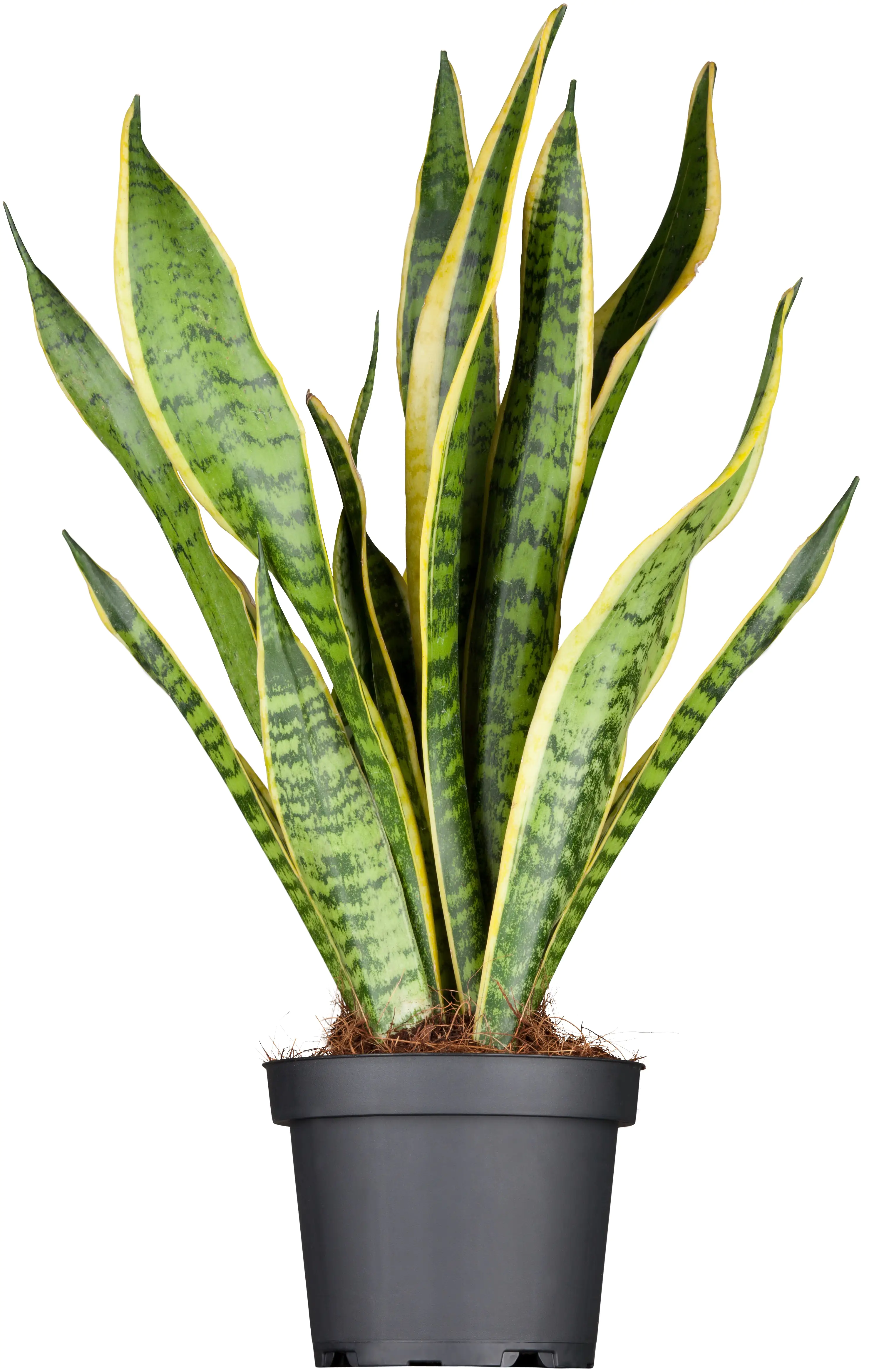 Bogenhanf Sansevieria Laurentii H ca. 50 cm 14 cm Topf
