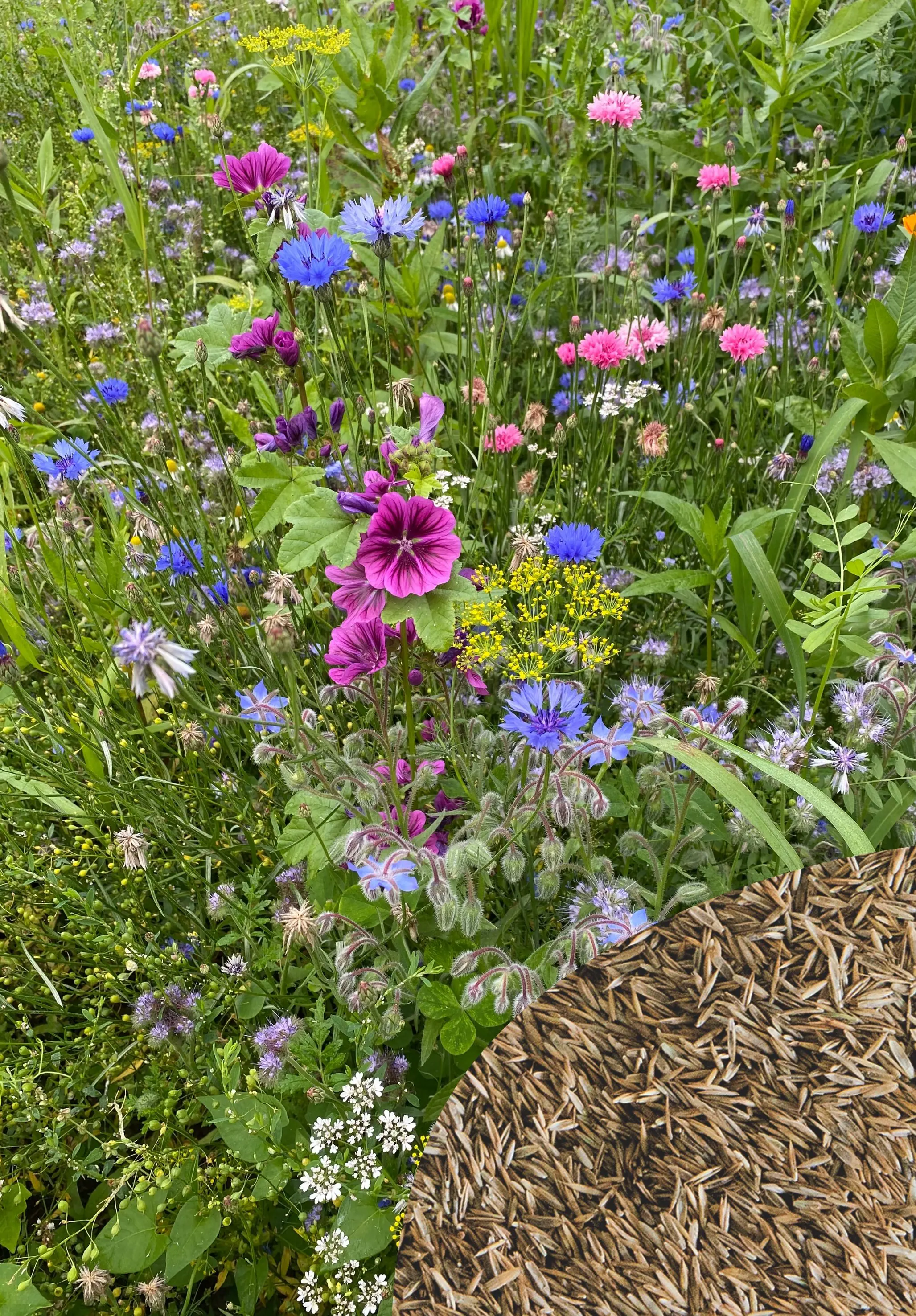 Rasetta Rasensaatgut Wildblumenrasen 10 kg