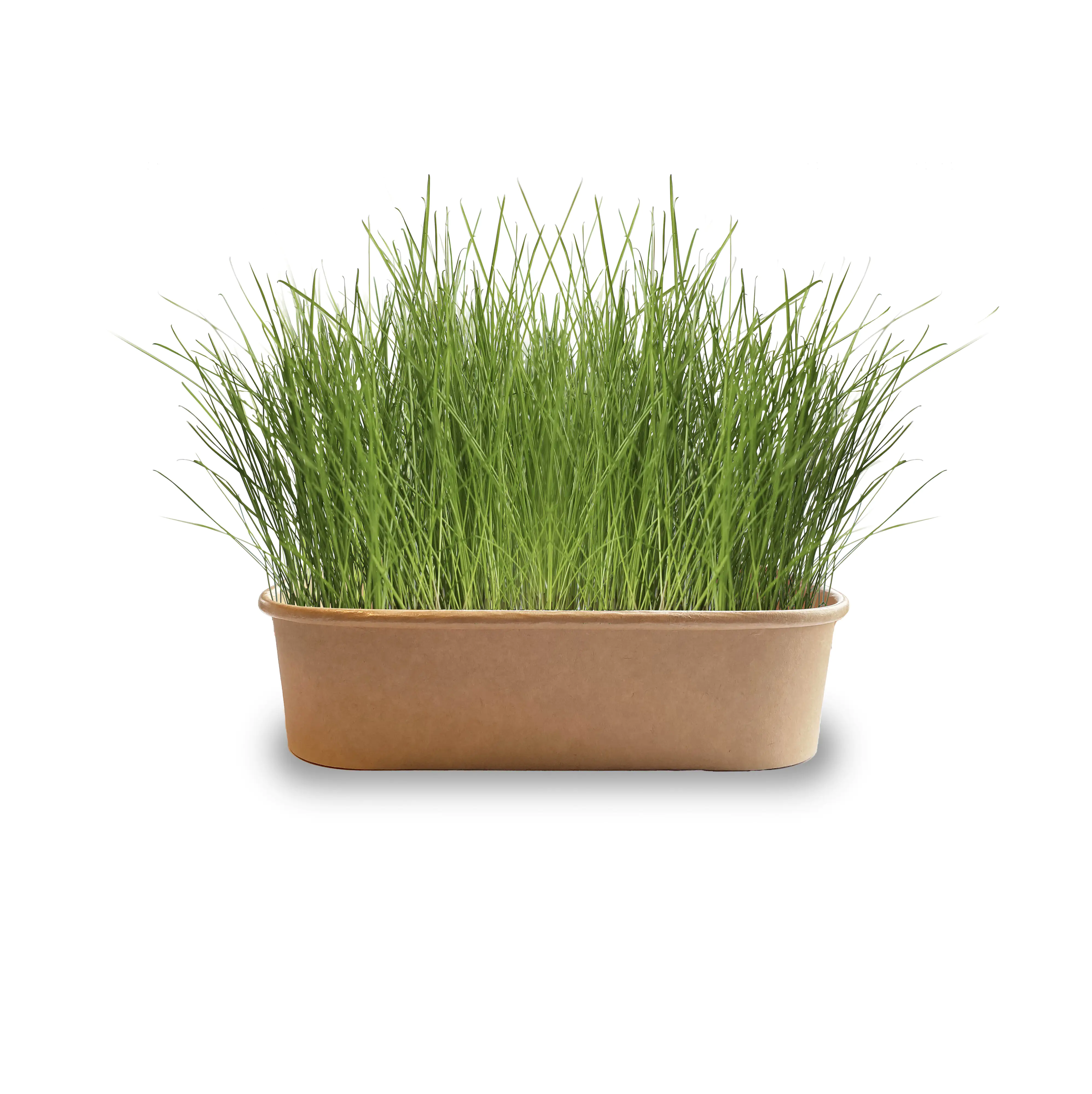 Baza Seeds Pet Buffet Gras Thin & Fine für Kätzchen