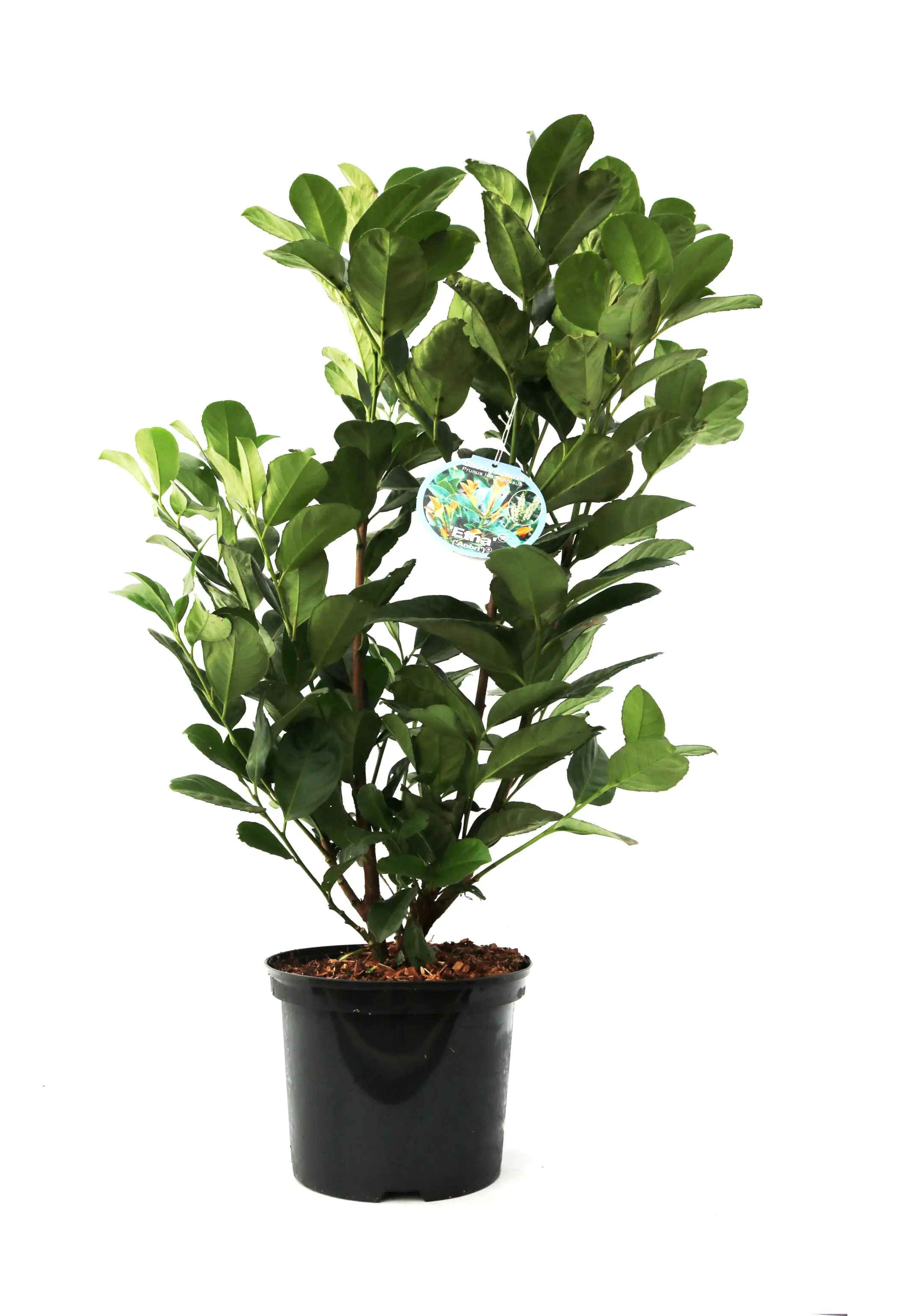 Kirschlorbeer 'Etna' 5 l Container, 45 - 50 cm