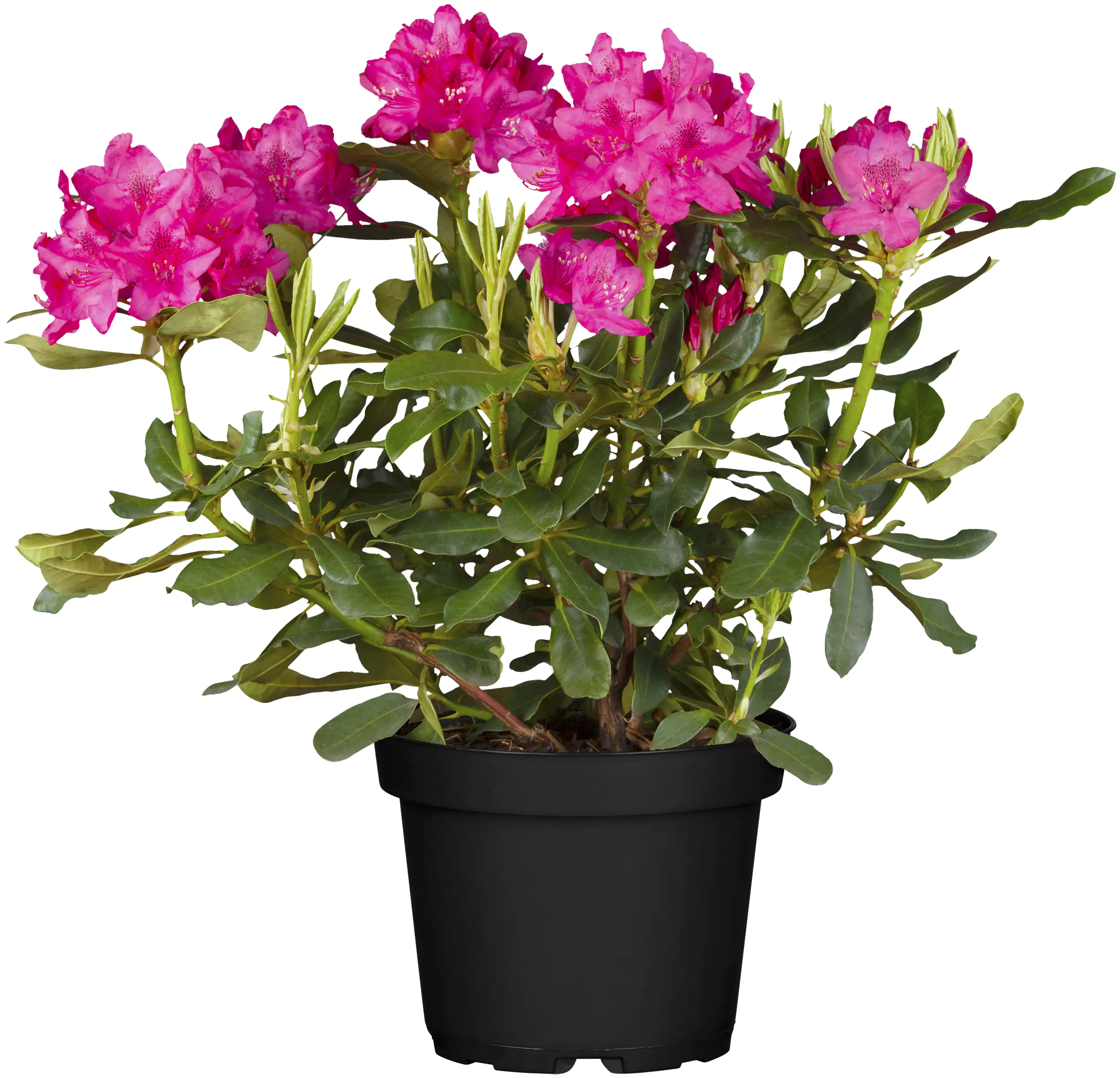 Rhododendron H ca 30 cm 5 l Container