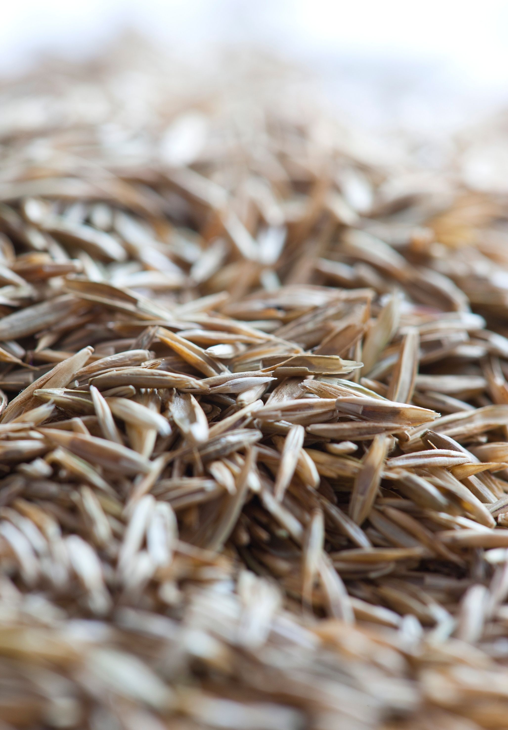 Rasetta Nachsaatrasen Sportrasen Regeneration 10 kg RSM 3.2