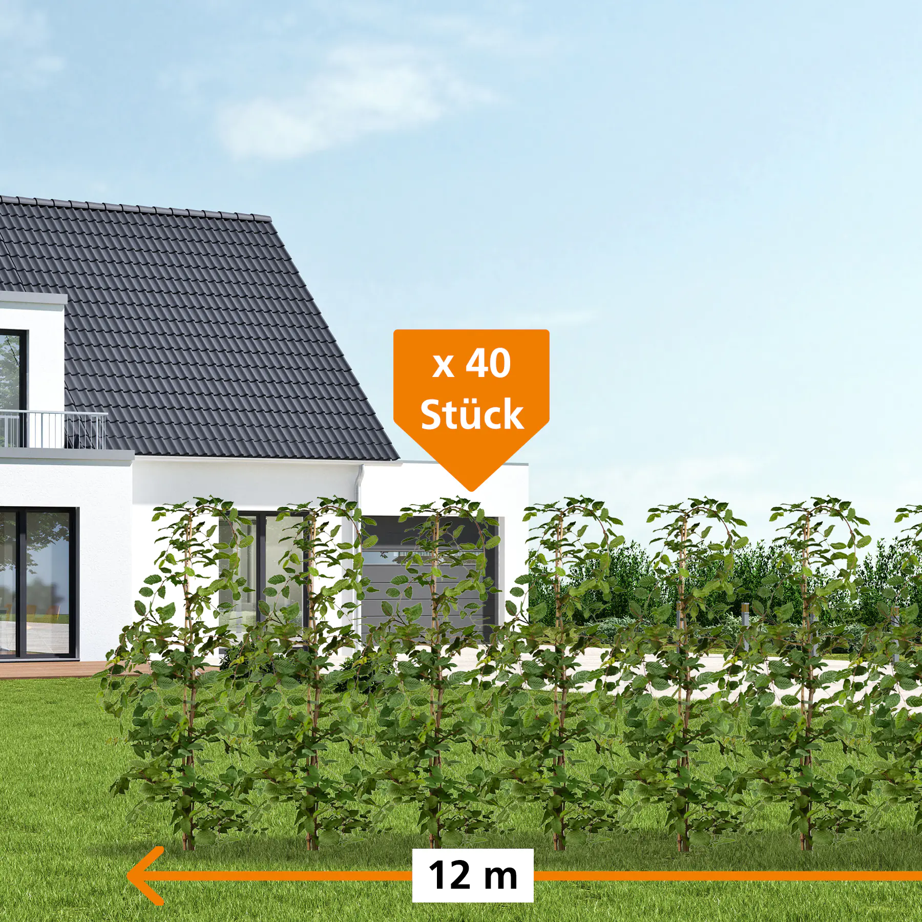 Hainbuche Carpinus betulus H 175 - 200 cm, 40 Stück