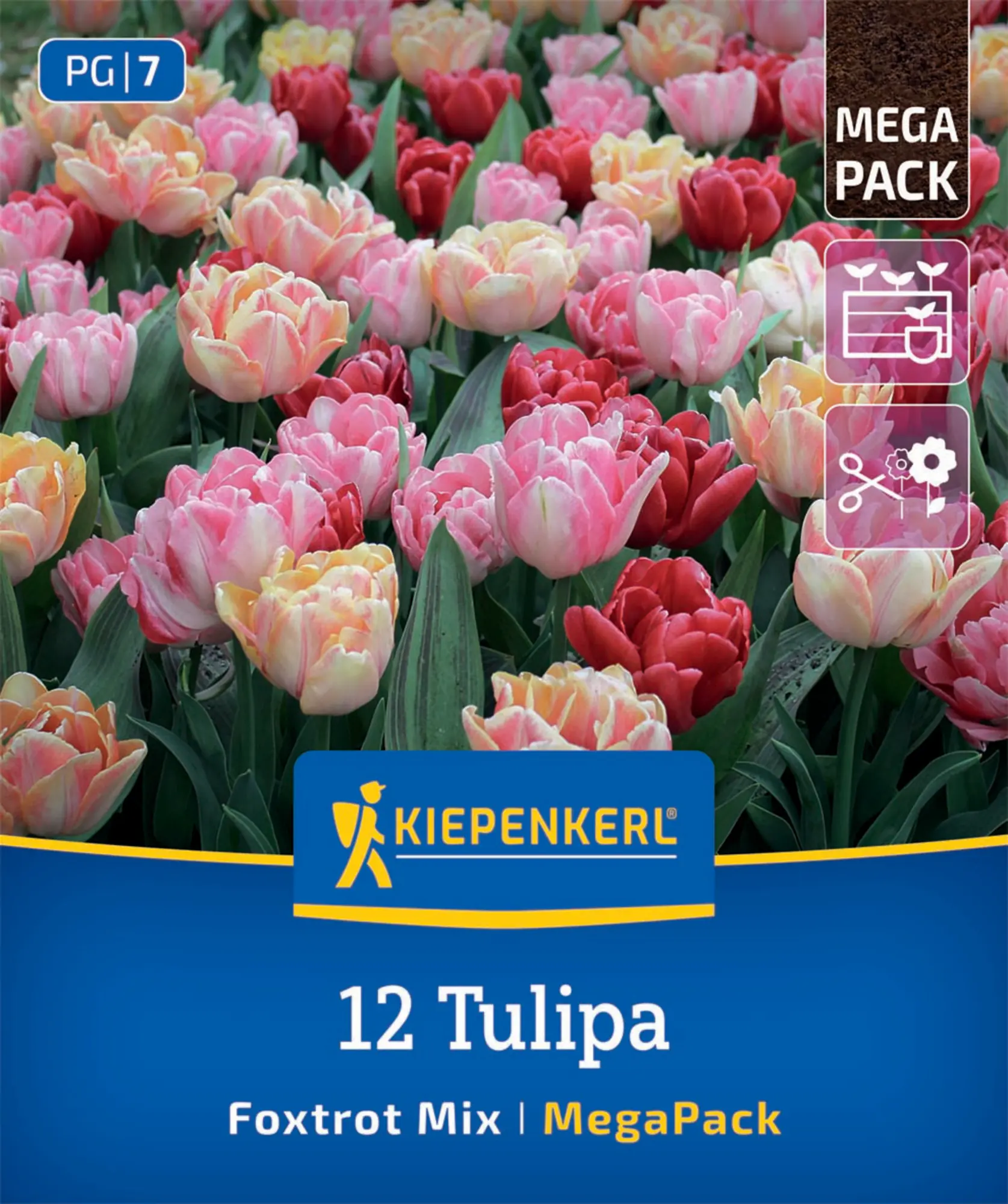 Kiepenkerl Herbstblumenzwiebel Tulpen Foxtrot Mischung 12 Stück