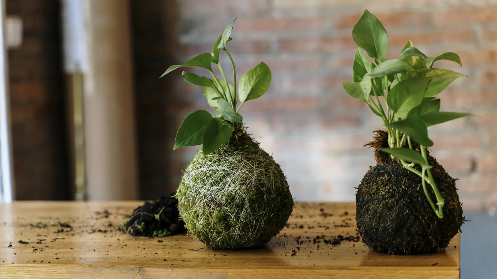 Lebendes Plattmoos für Dekorationen, Kränze und Terrarien Lebendes Plattmoos für Dekorationen, Kränze und Terrarien