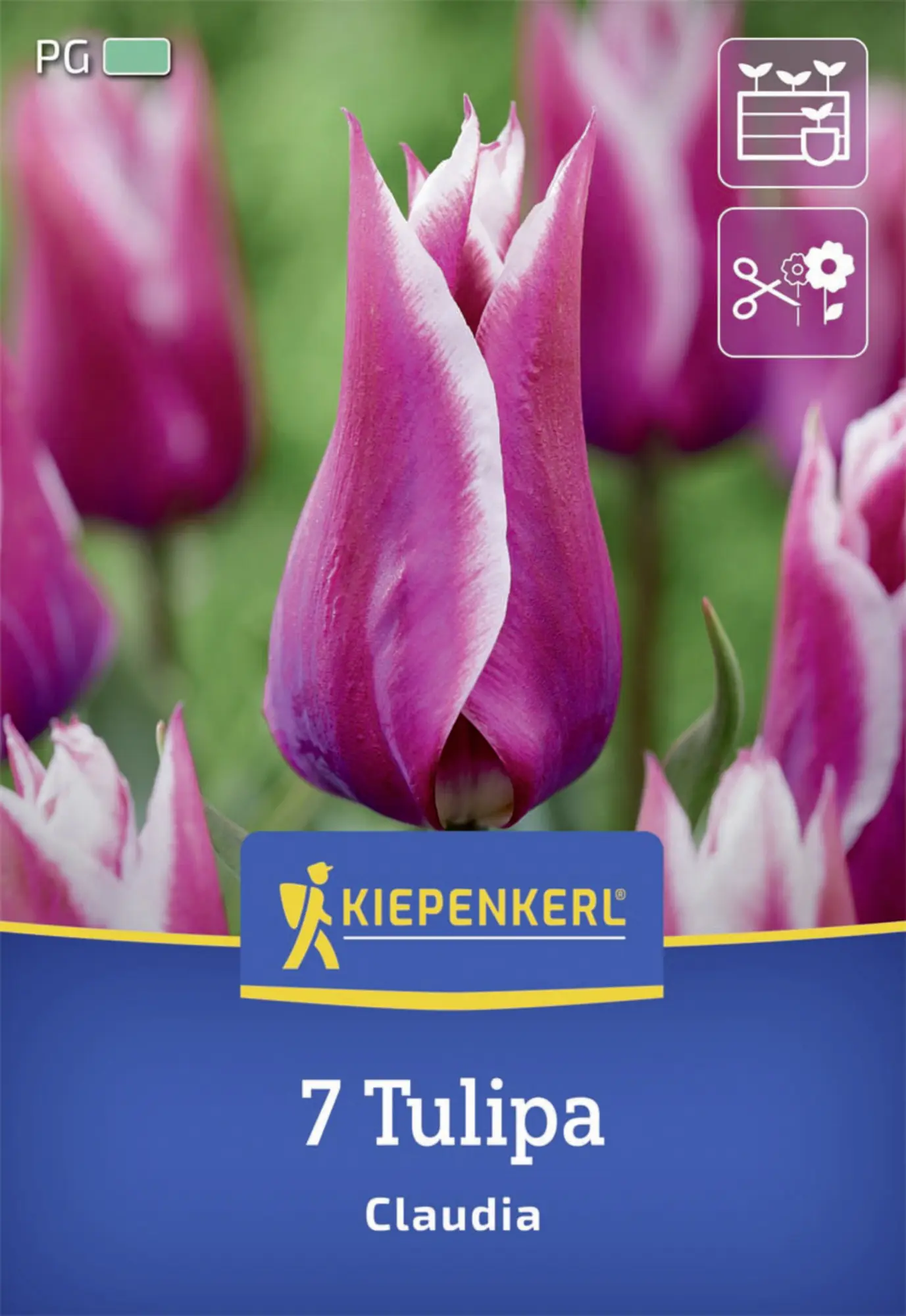 Kiepenkerl Herbstblumenzwiebel Lilienblütige Tulpe Claudia 7 Stück