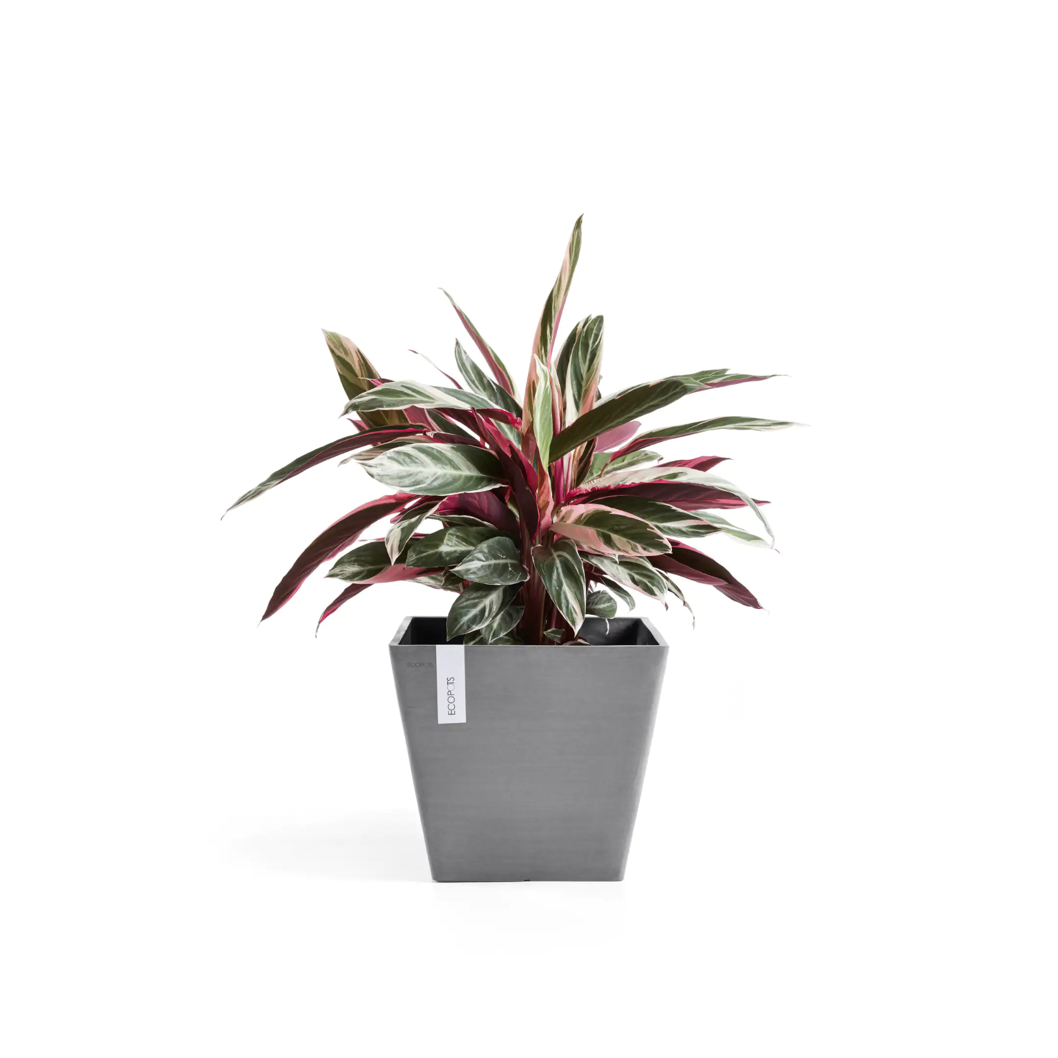 Ecopots Pflanztopf Rotterdam 50 x 50 x 44 cm grau