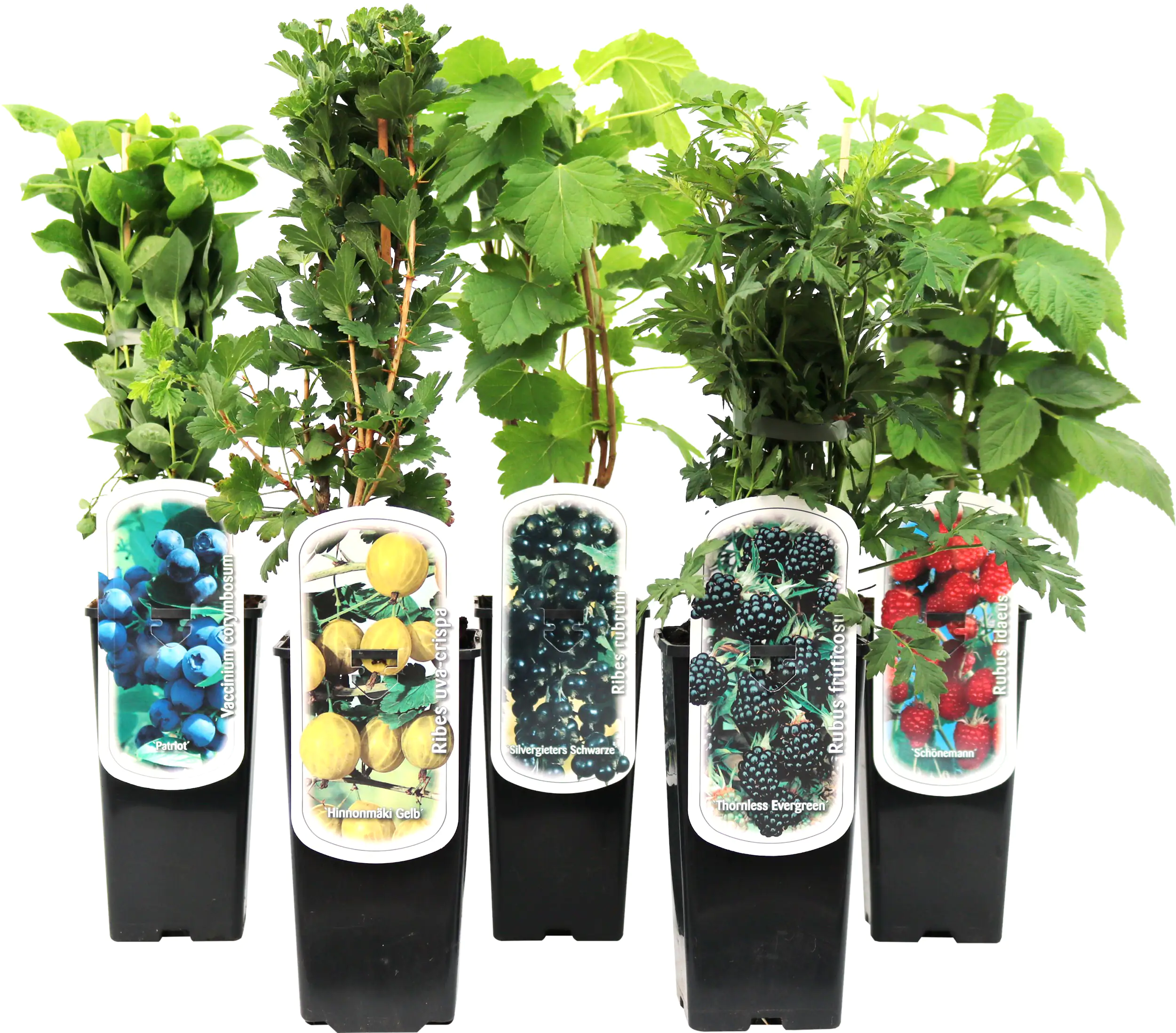 Obststrauch Himbeere in Sorten H ca 45 cm 2 L Eckcontainer