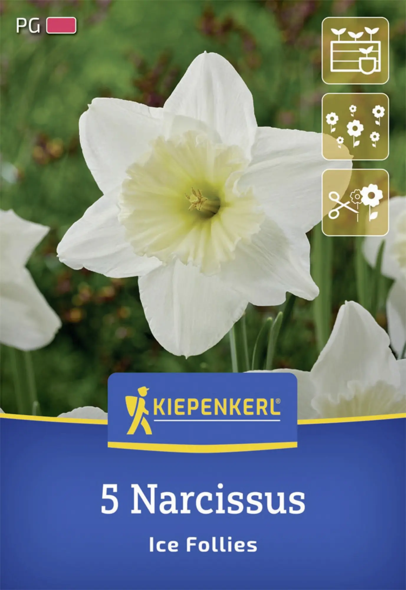 Kiepenkerl Herbstblumenzwiebel Großkronige Narzisse Ice Follies 5 Stück